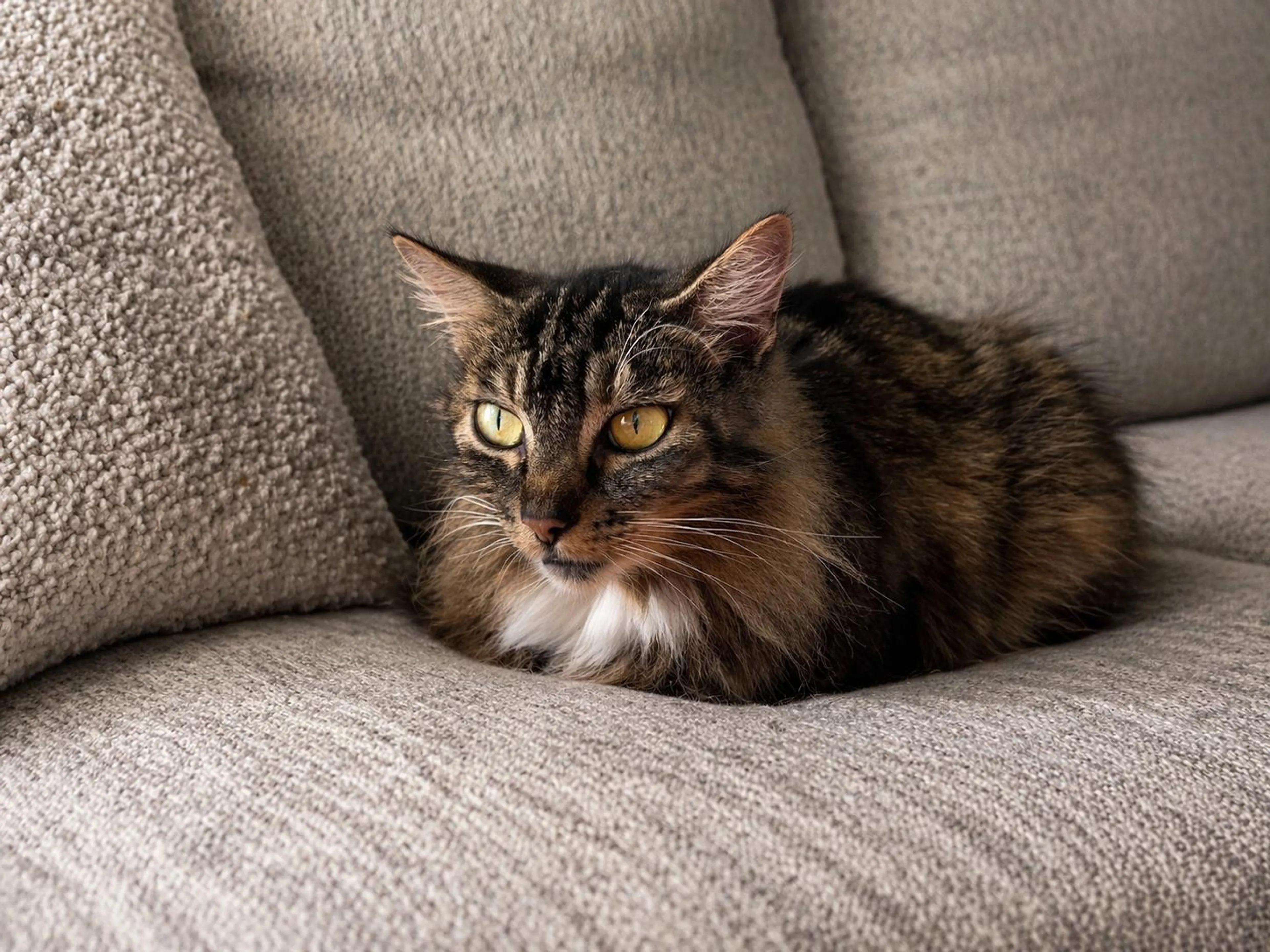 Found pet-1