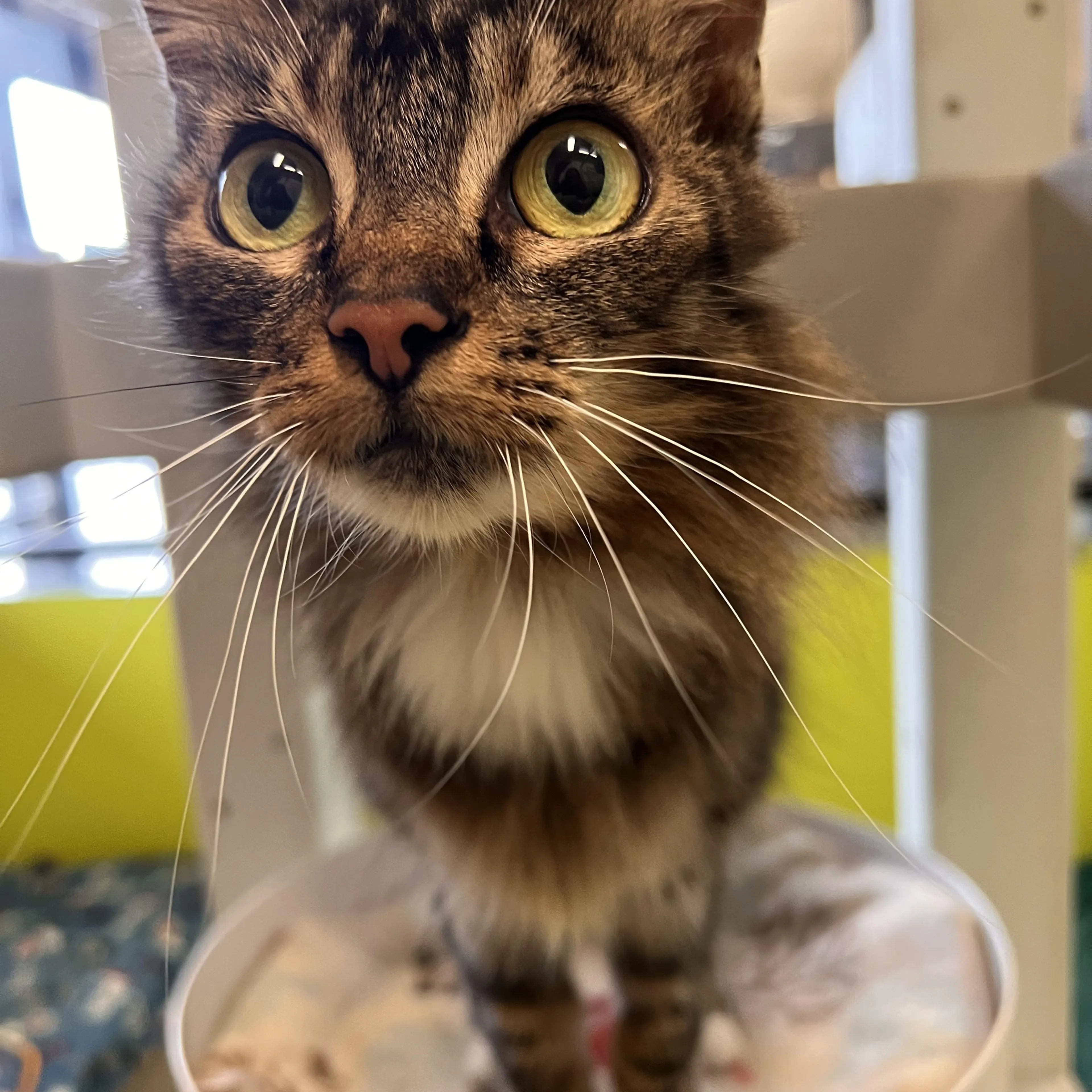 Found pet-2