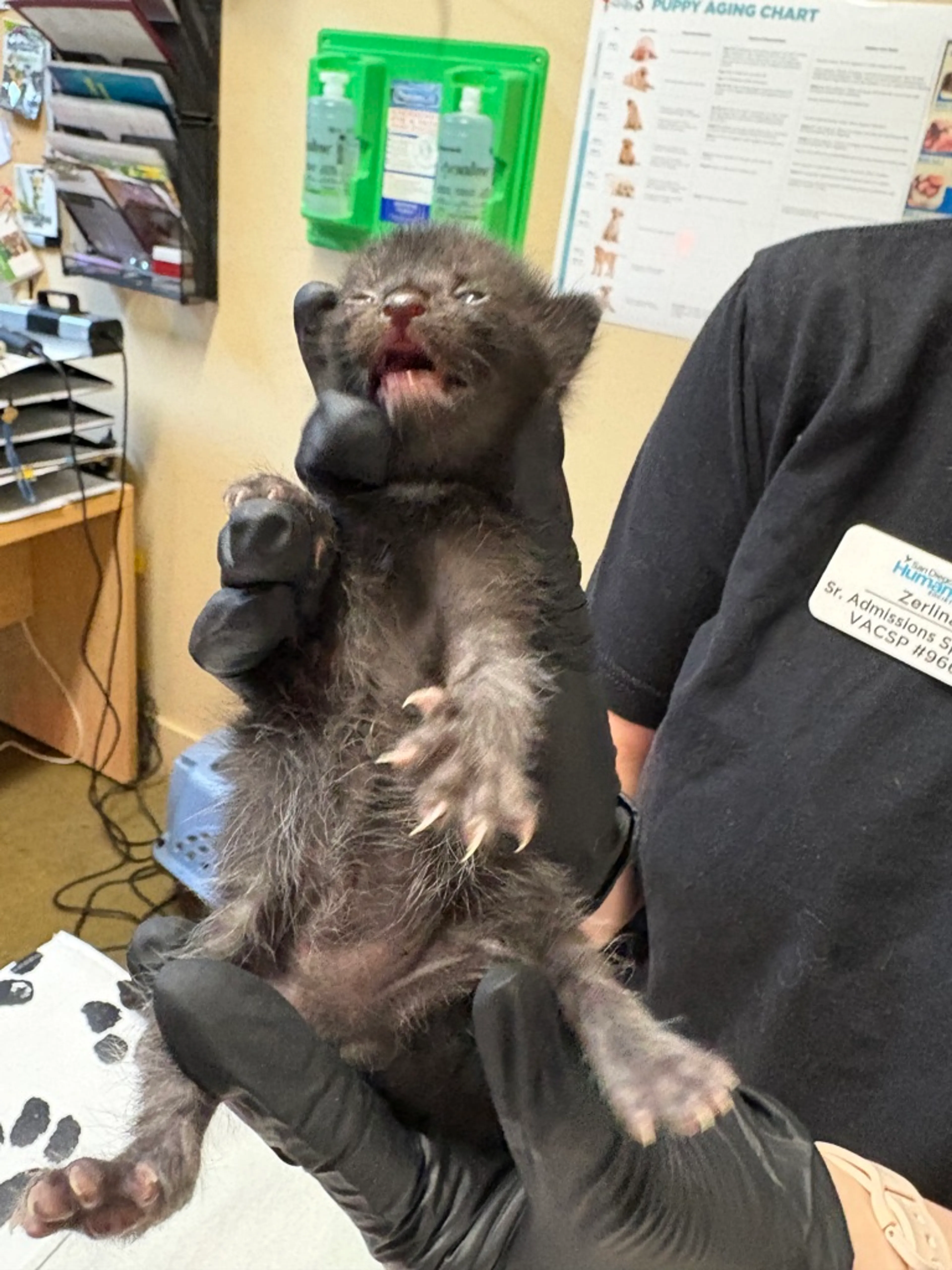 Found pet-1