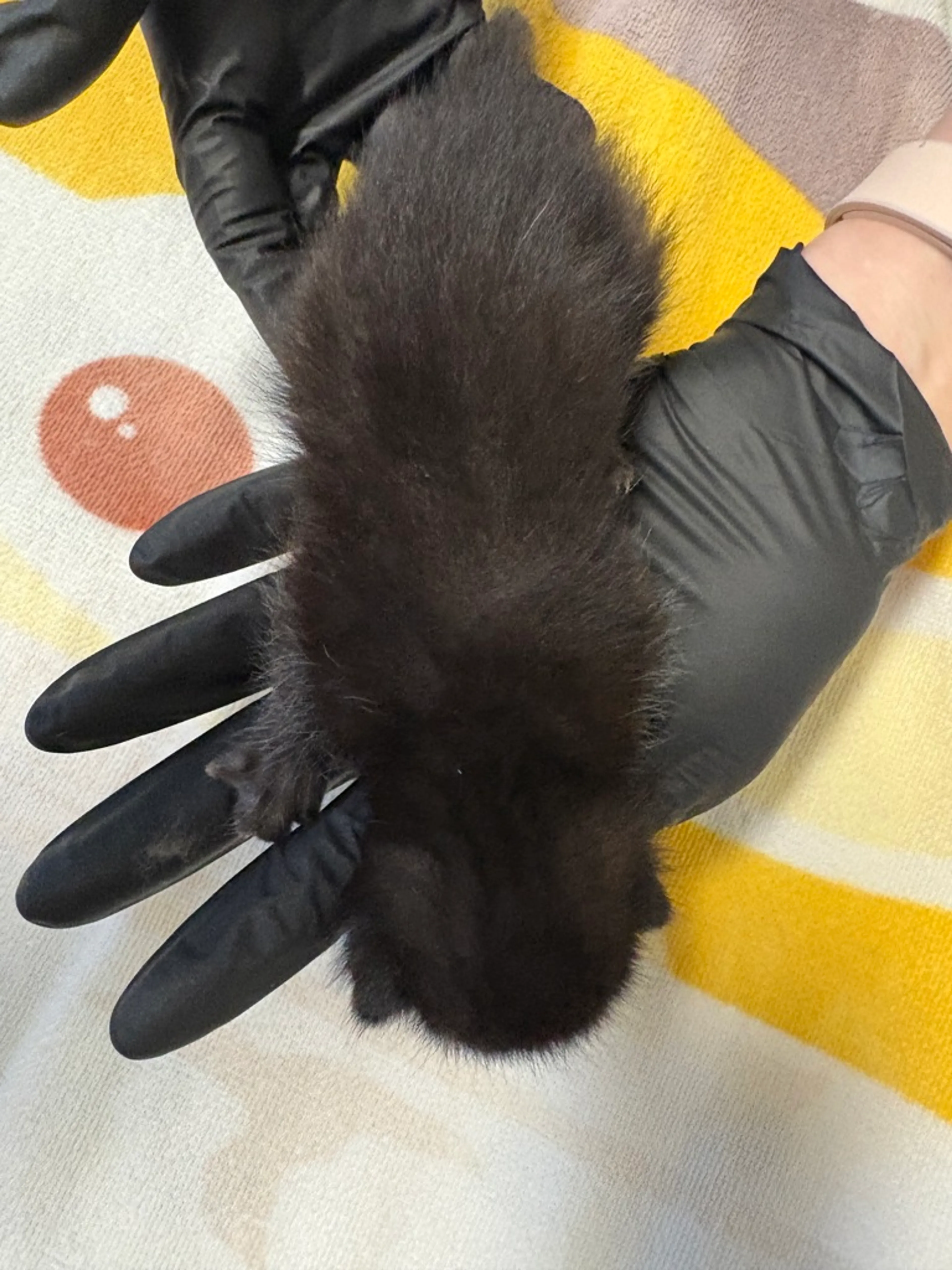 Found pet-2