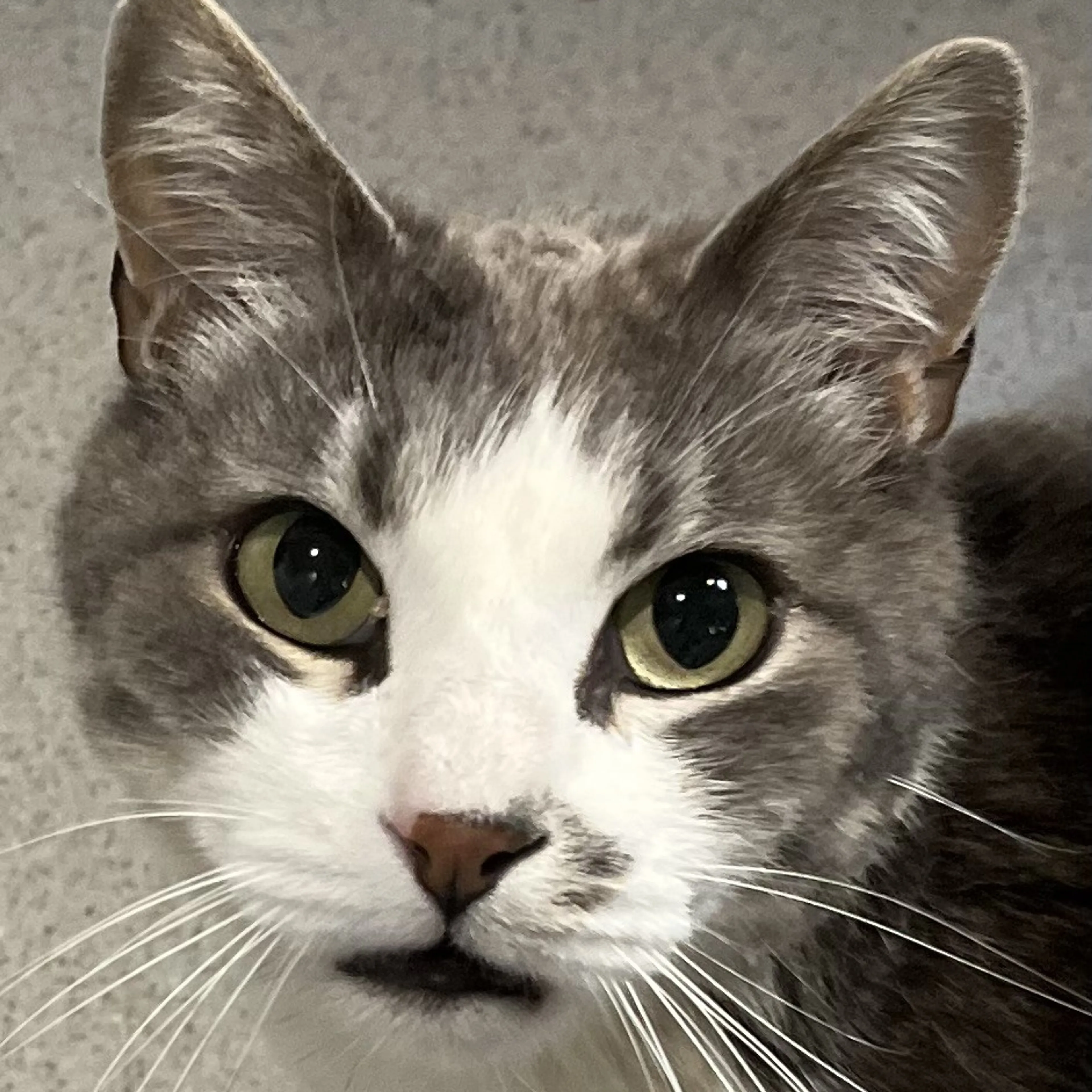 Found pet