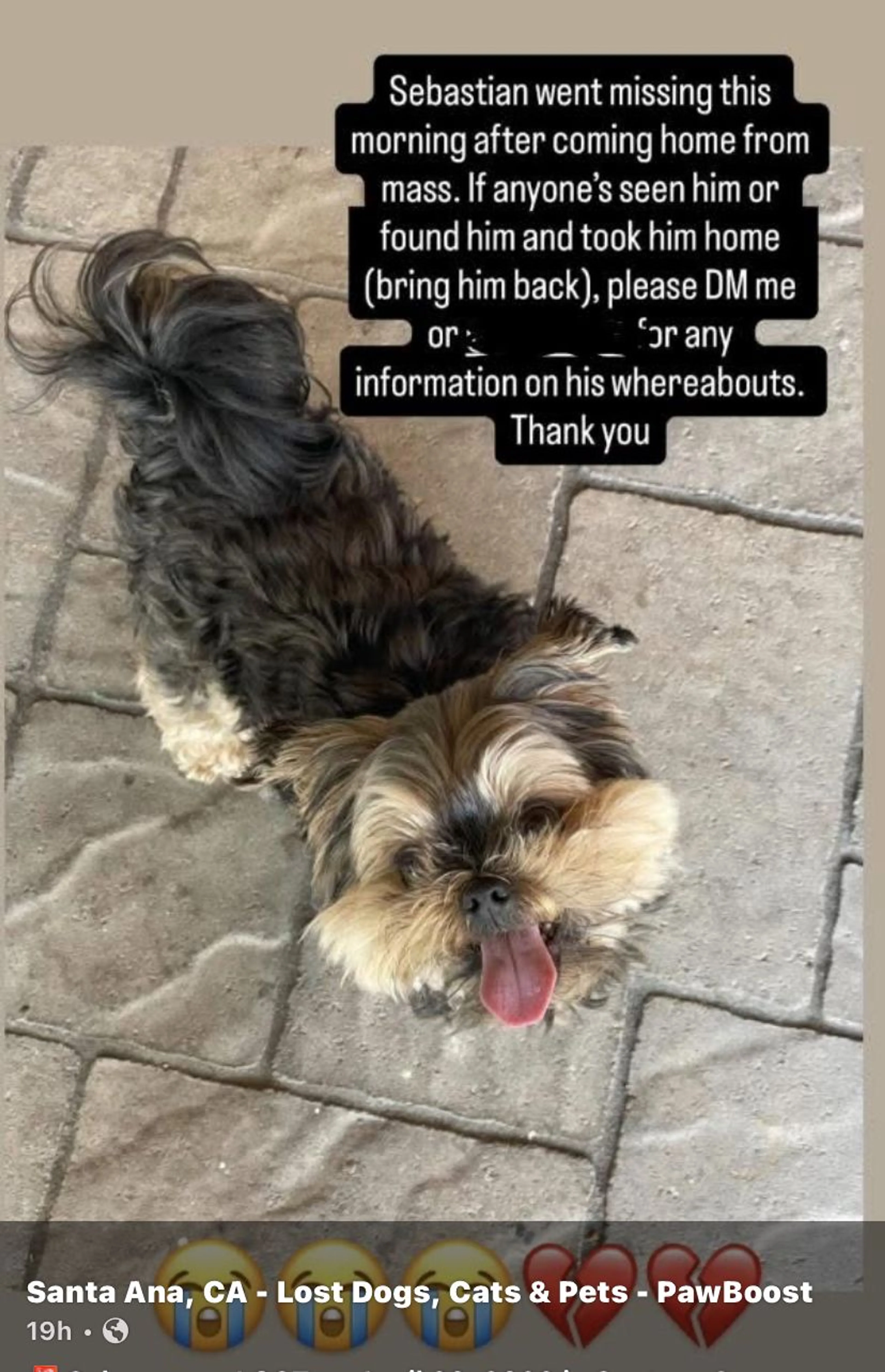 Lost pet