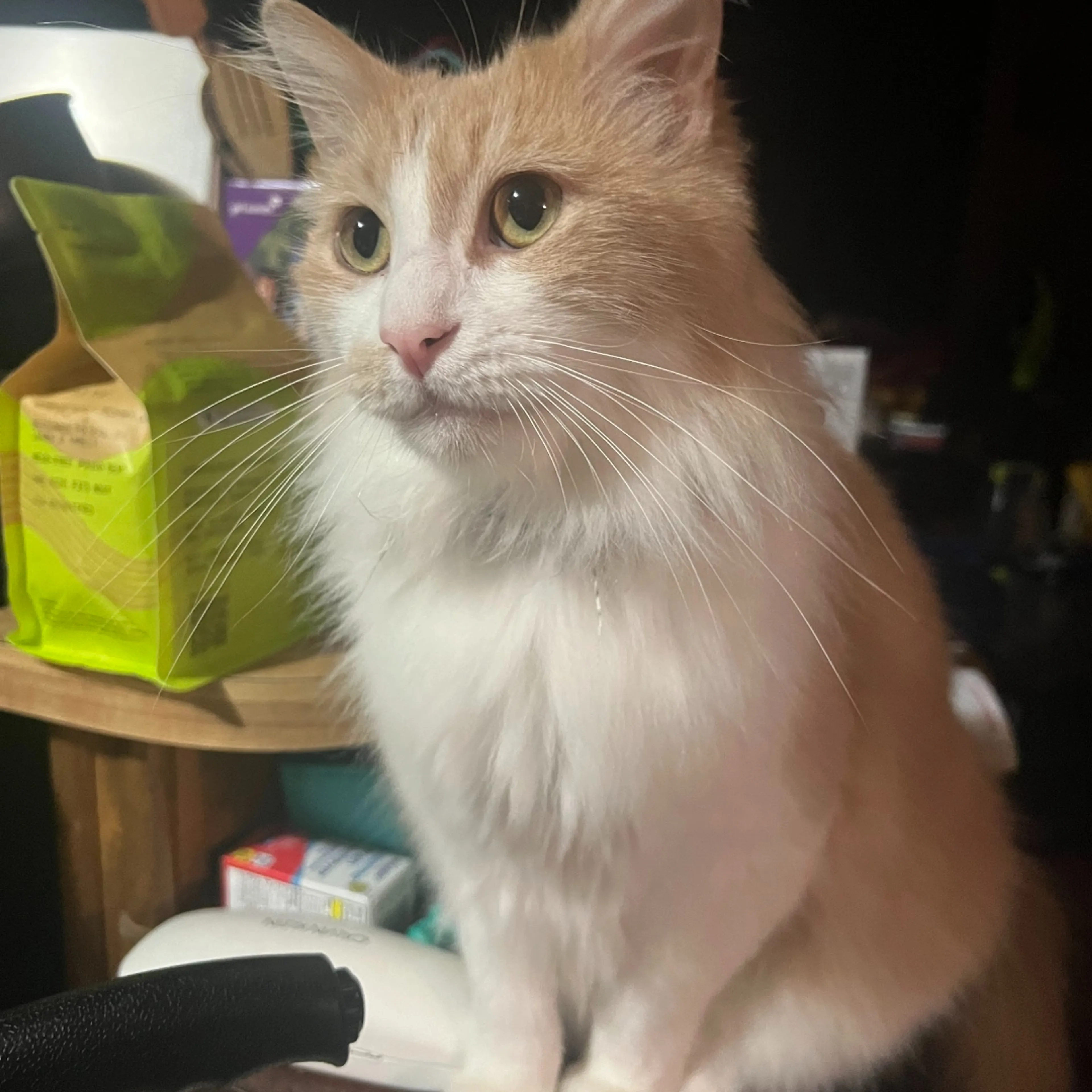 Lost pet-1