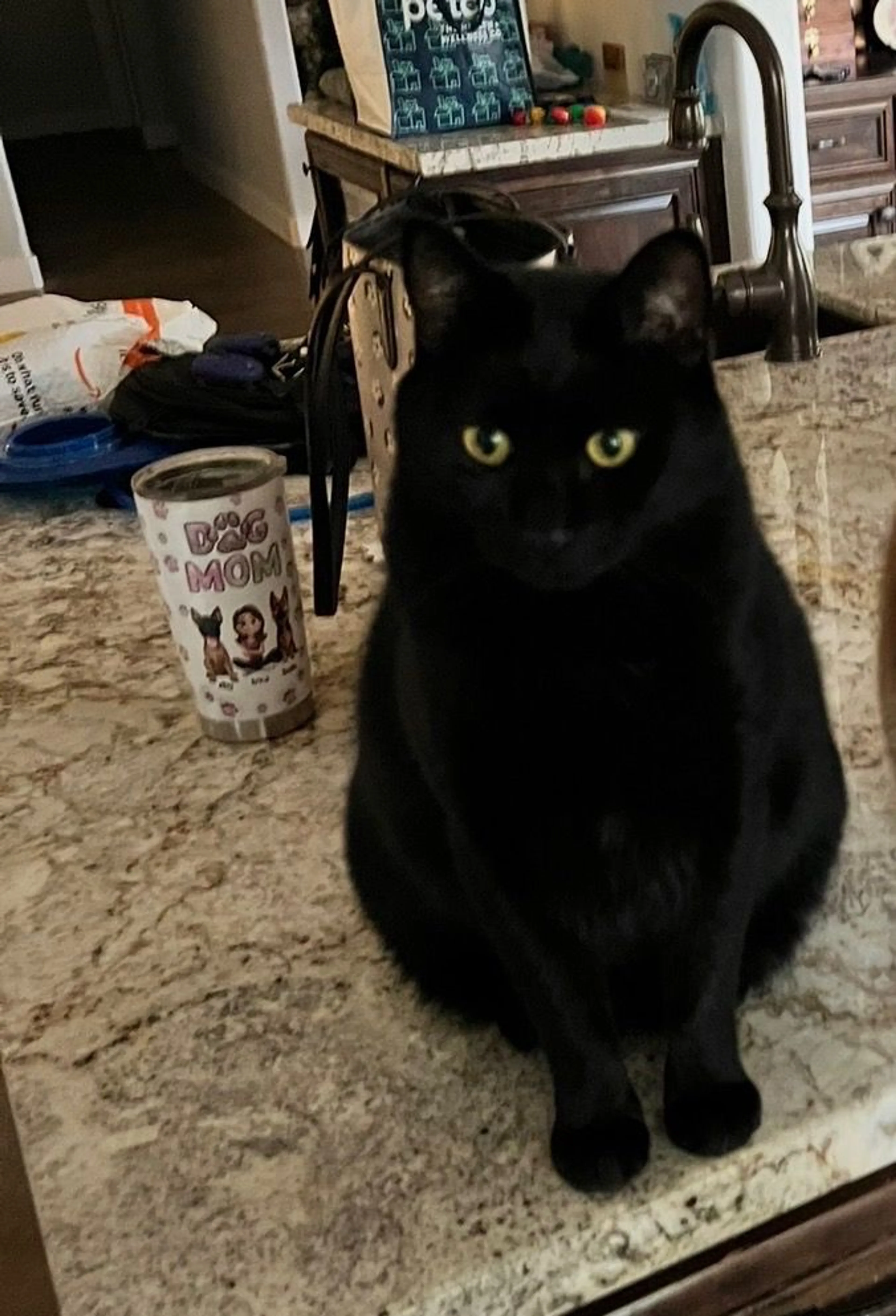 Lost pet