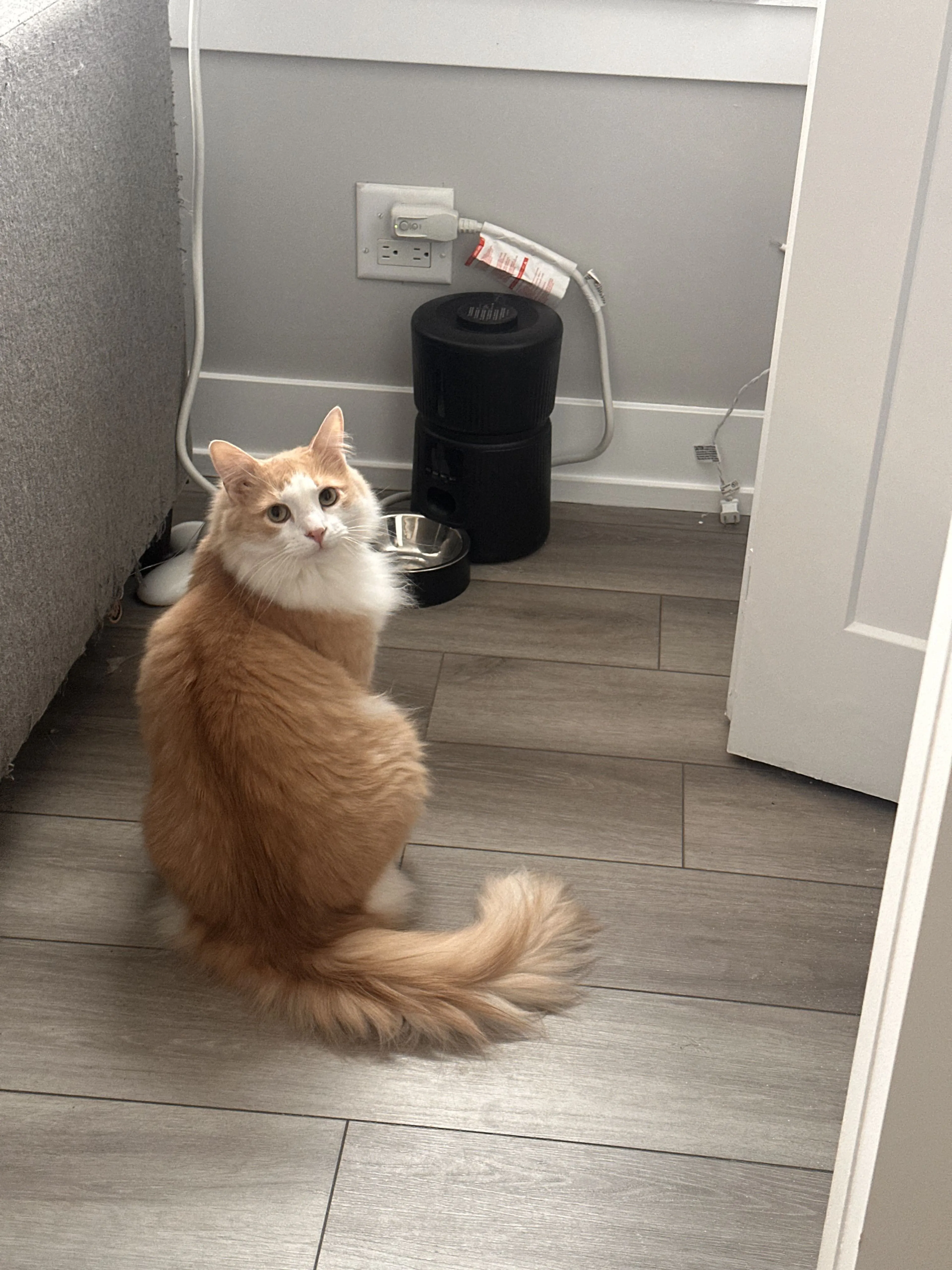 Lost pet-0