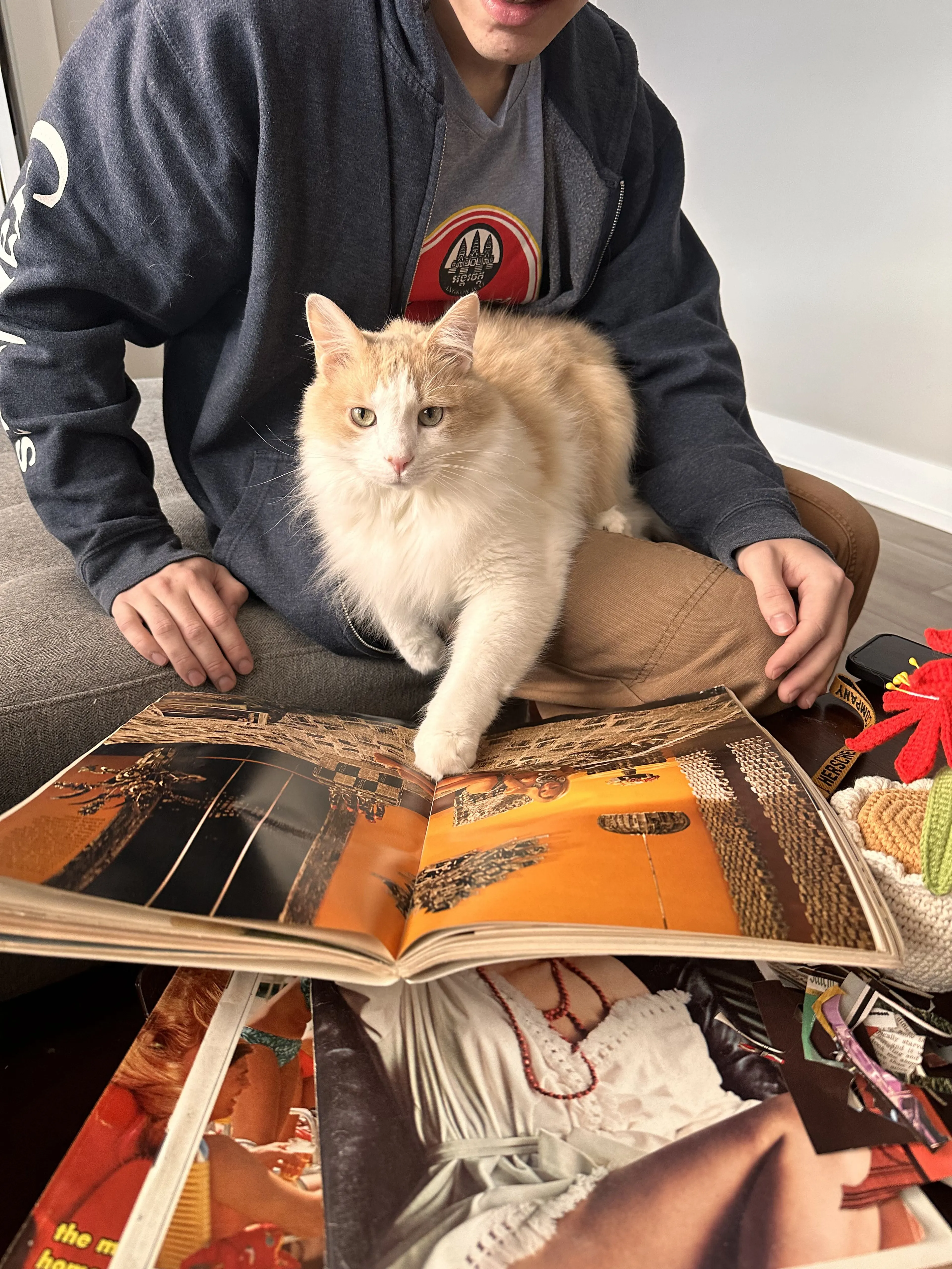 Lost pet-2