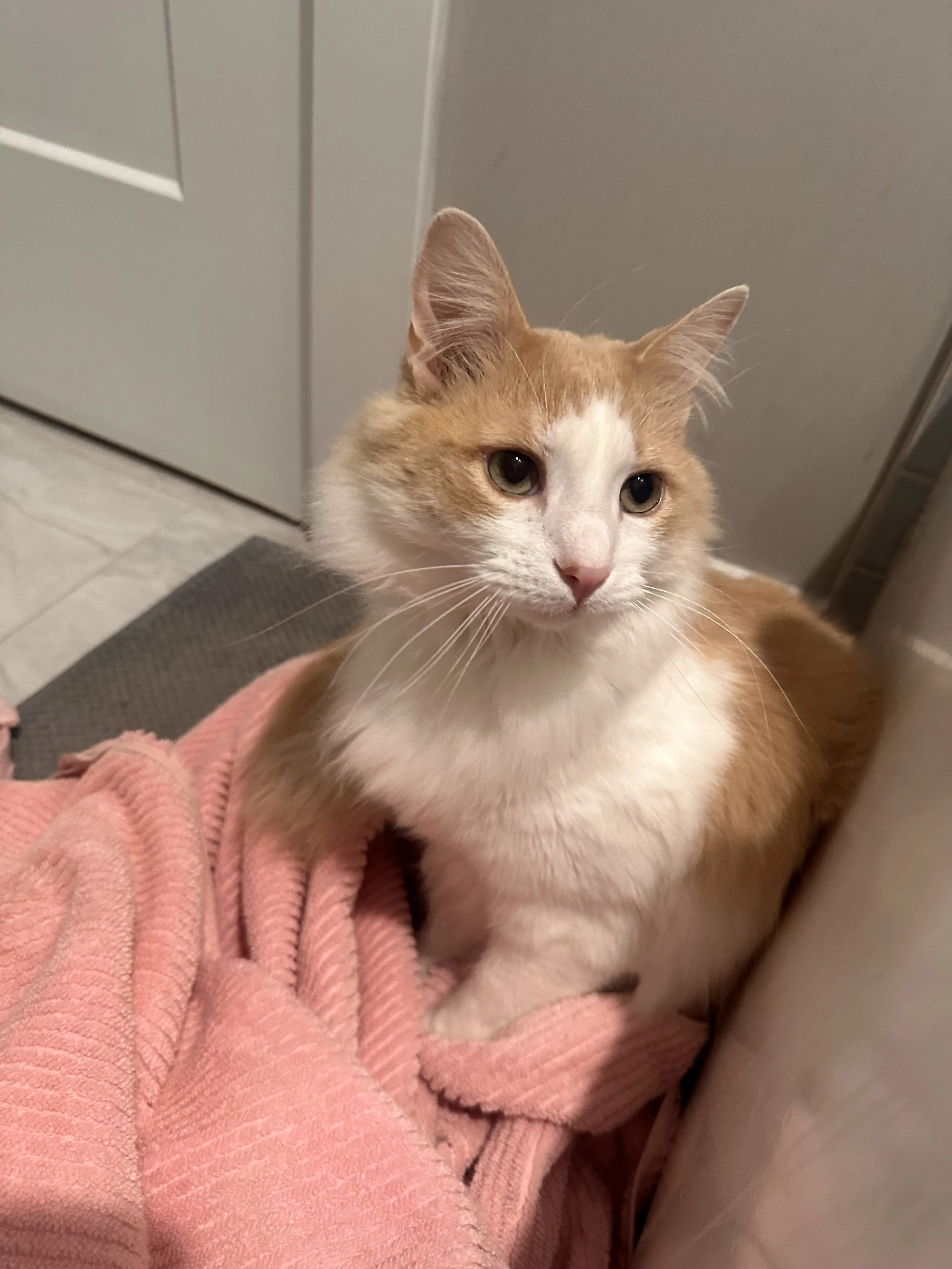 Lost pet-1