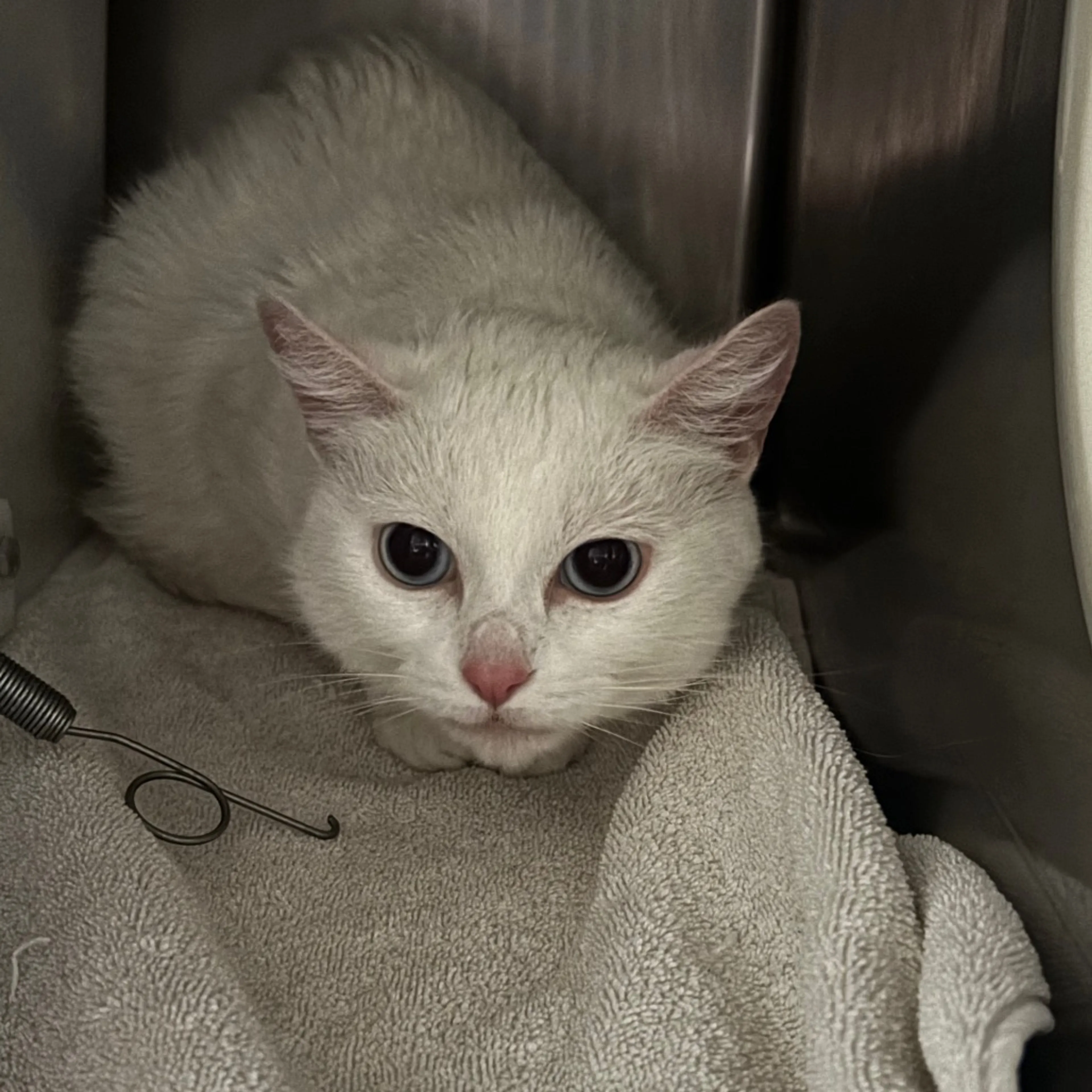 Found pet