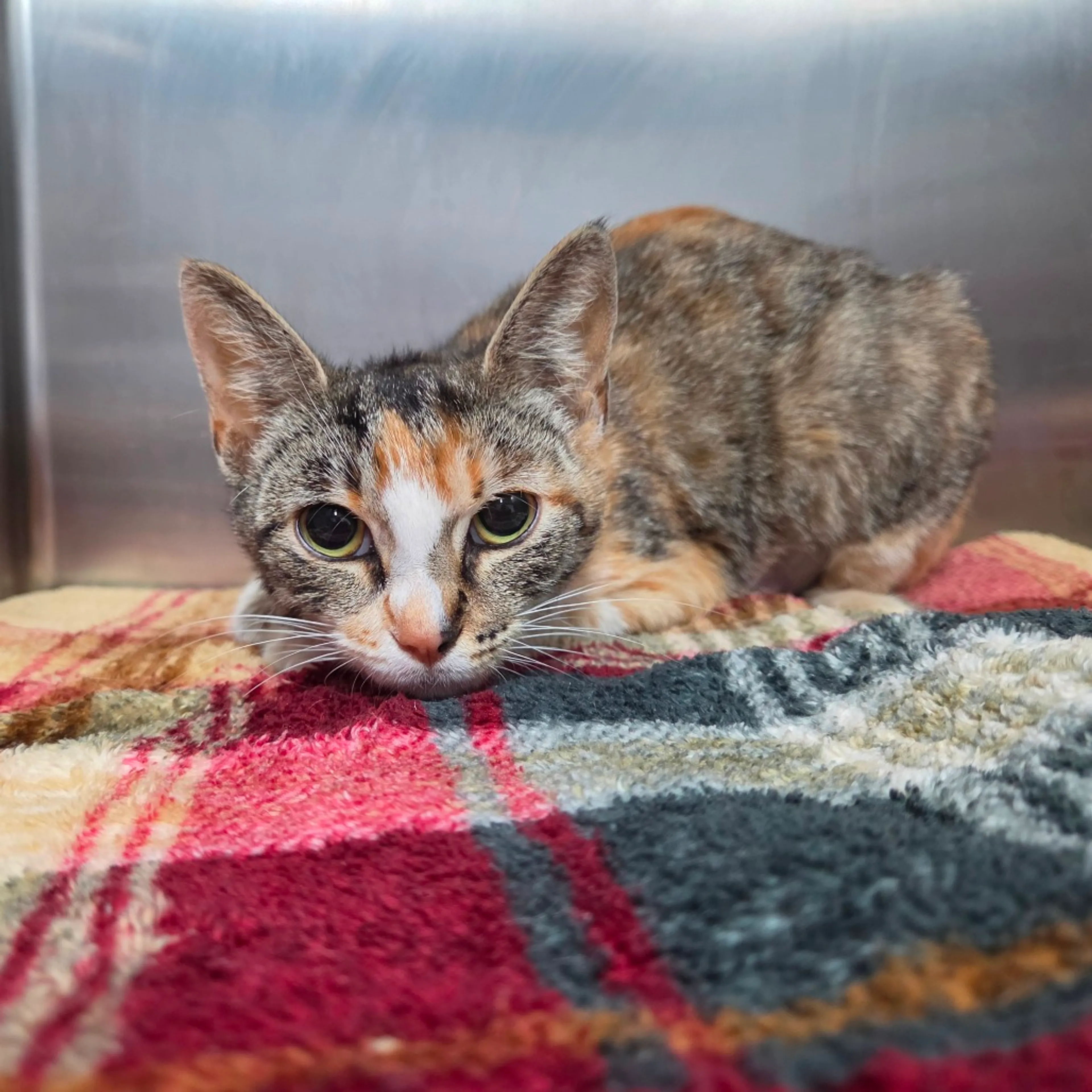 Found pet-1