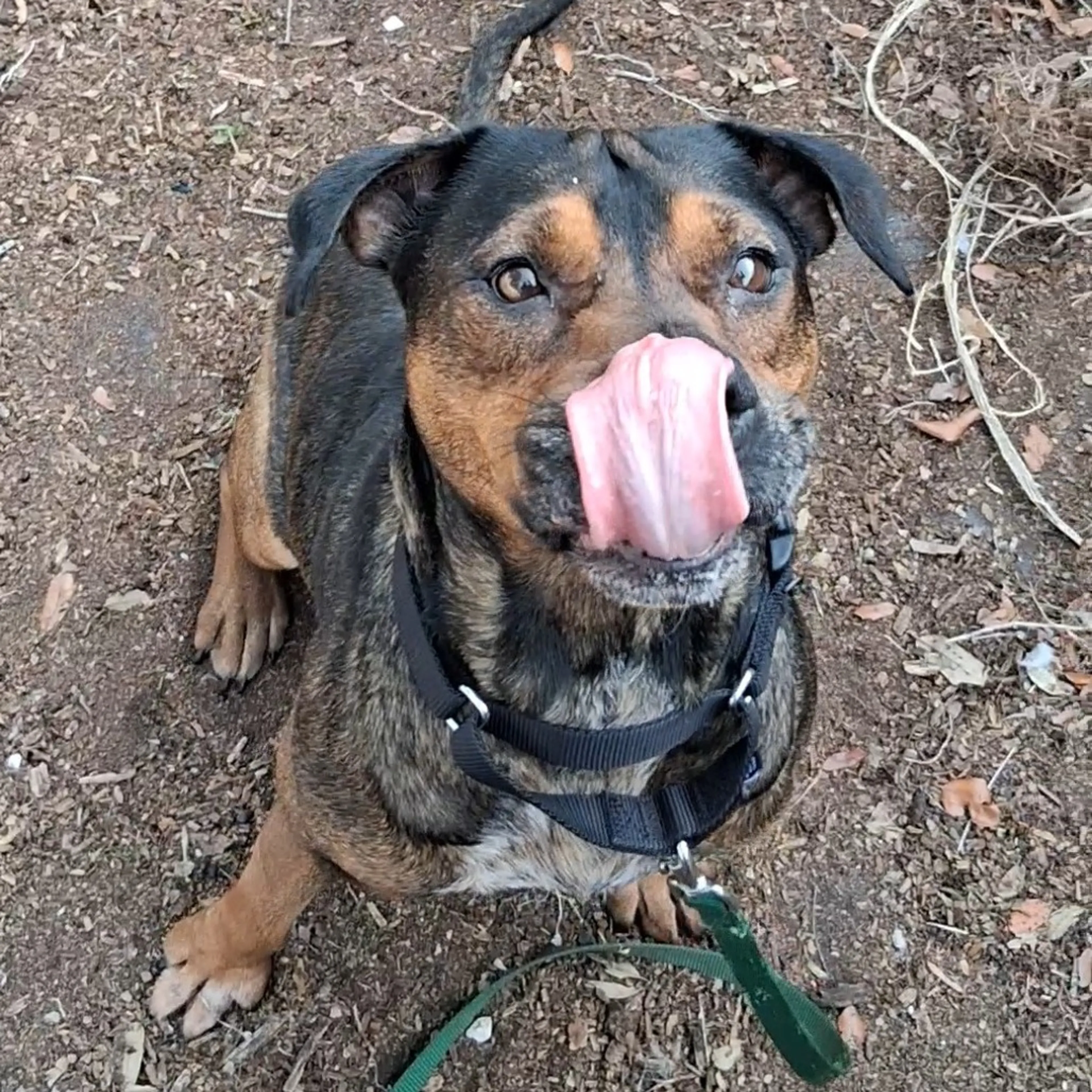 Found pet-6