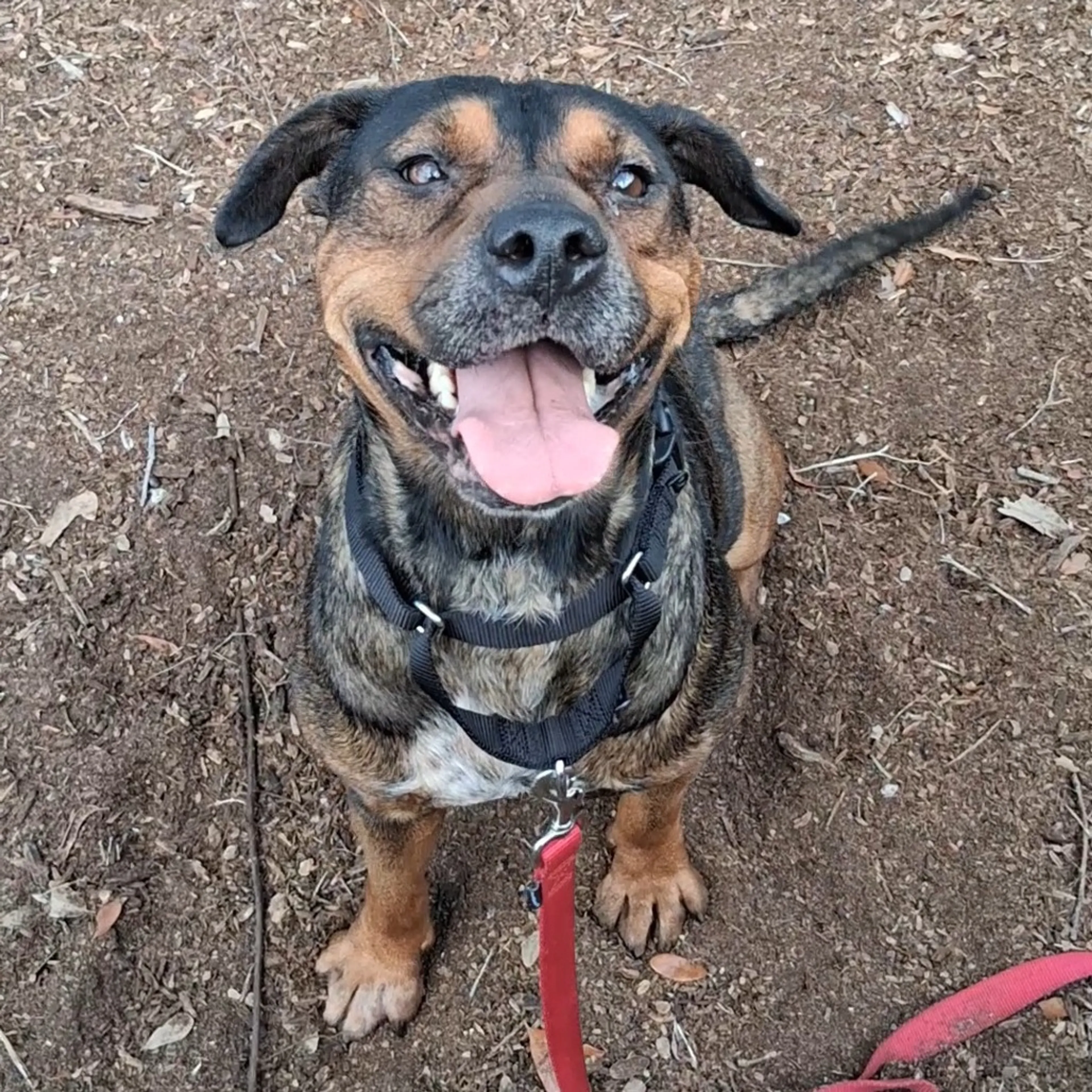 Found pet-1
