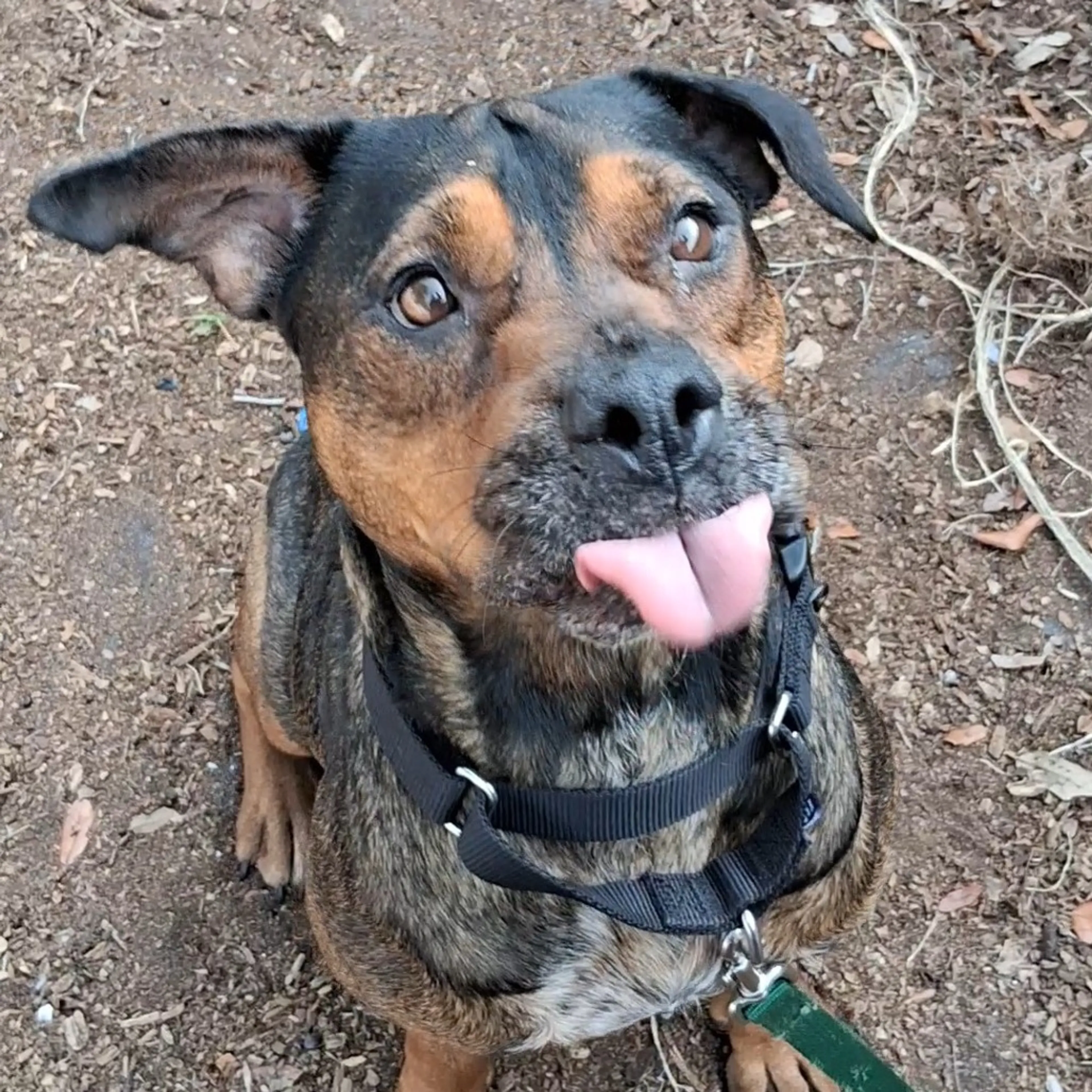 Found pet-5