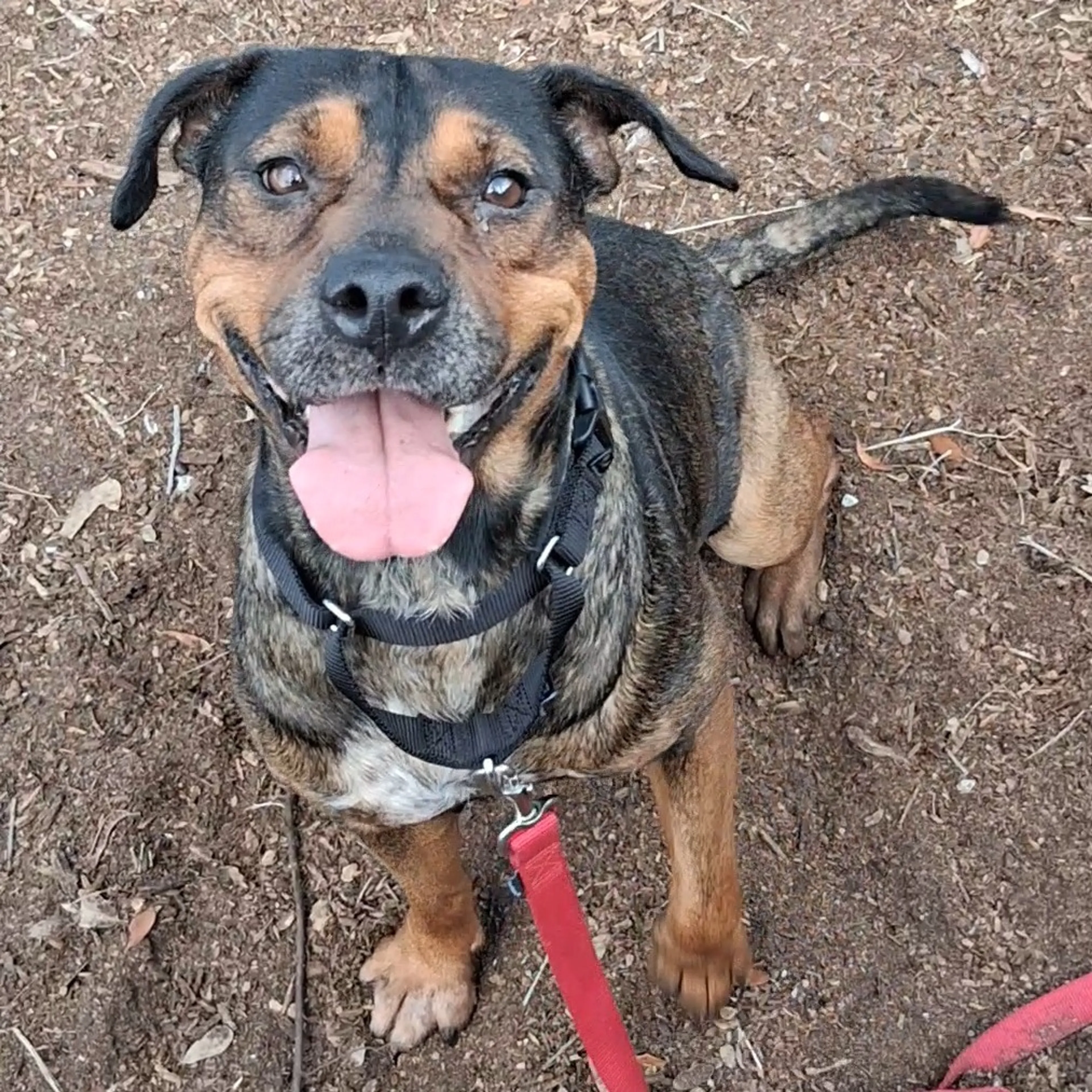 Found pet-3