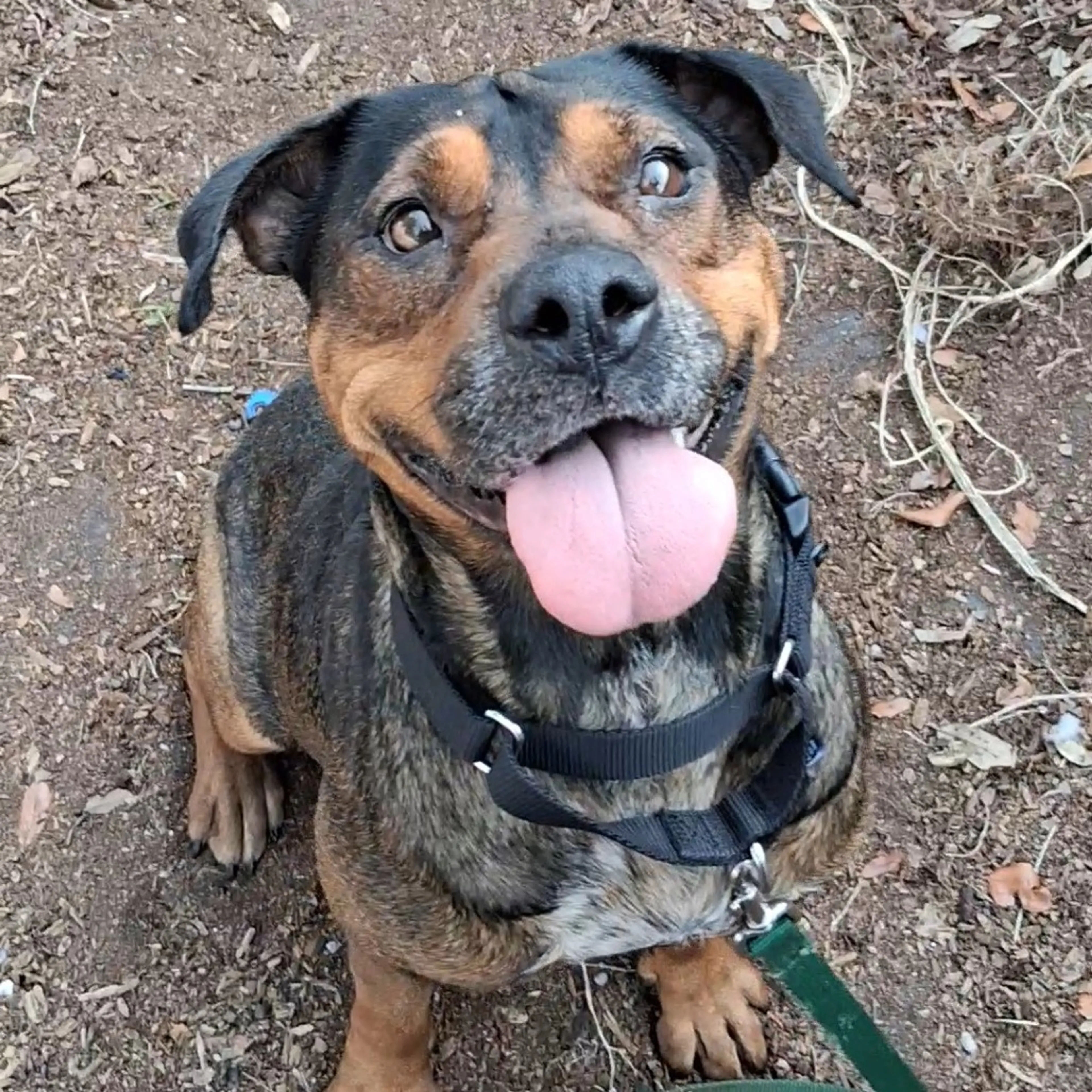 Found pet-4