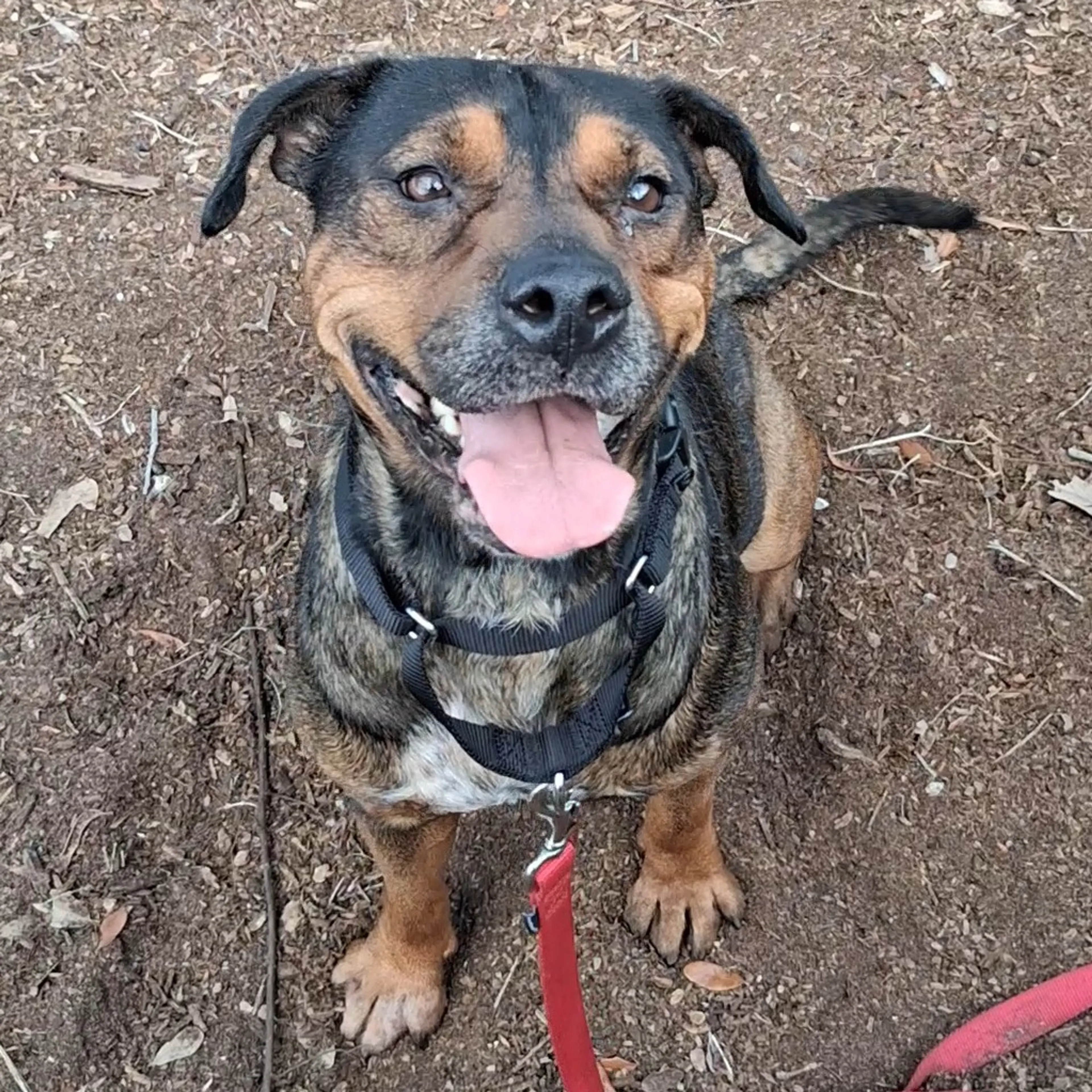 Found pet-2