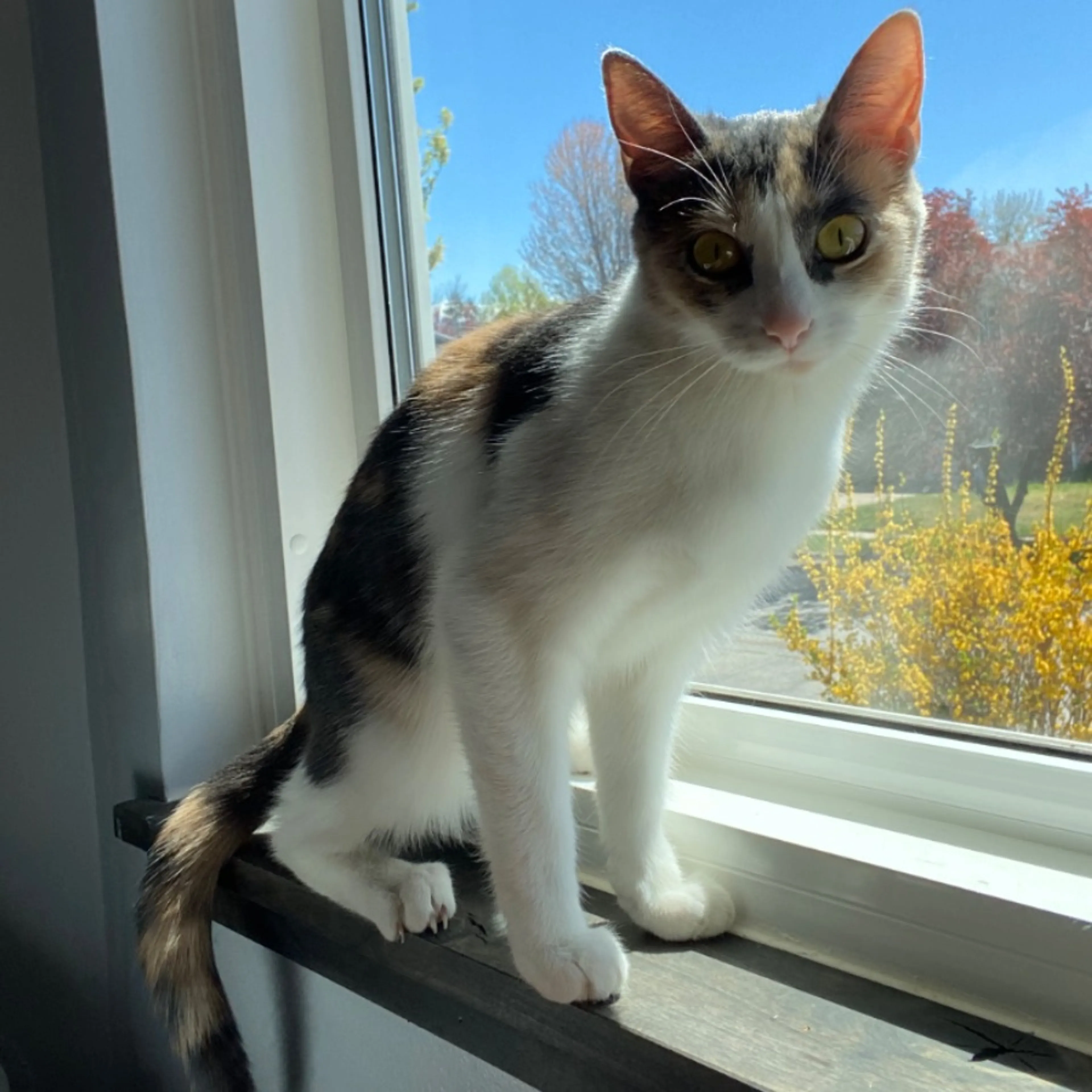 Lost pet