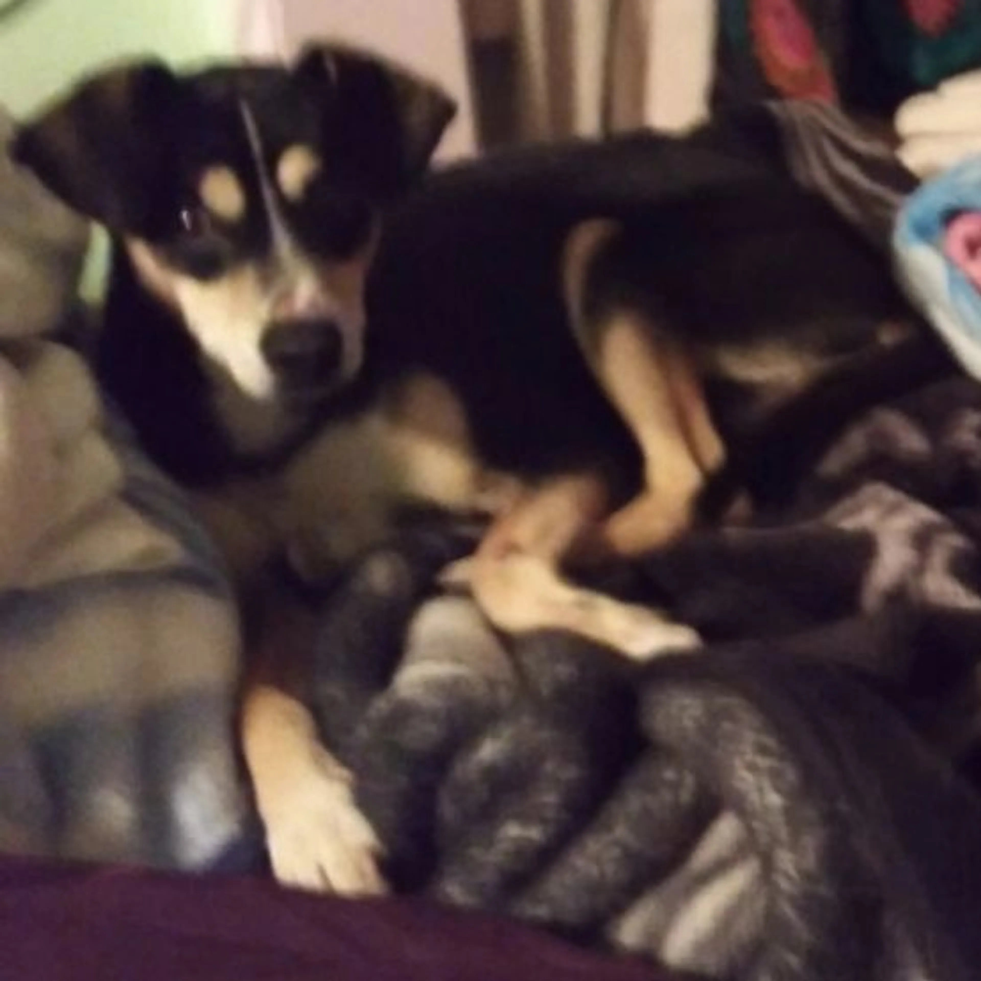 Lost pet