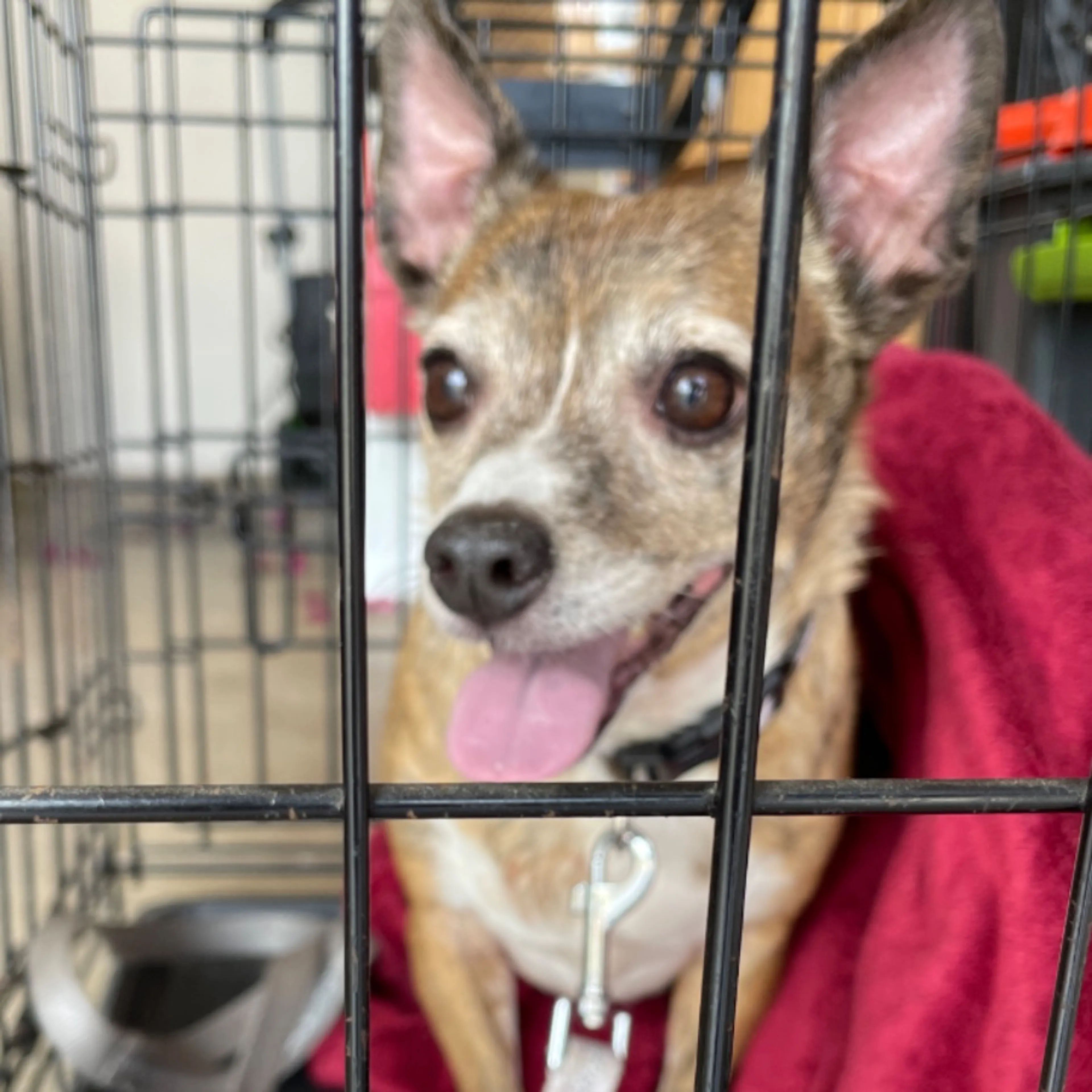Found pet