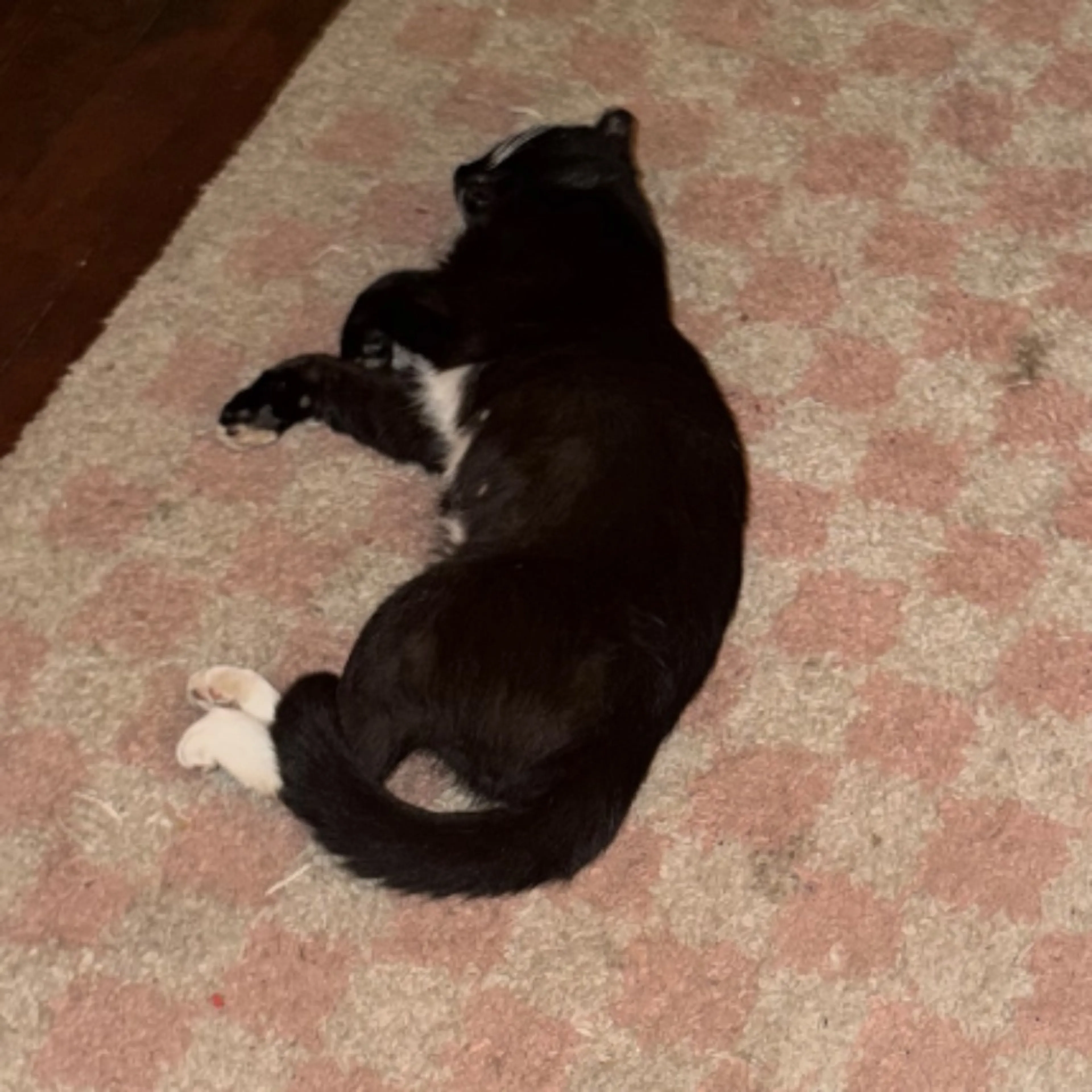 Lost pet