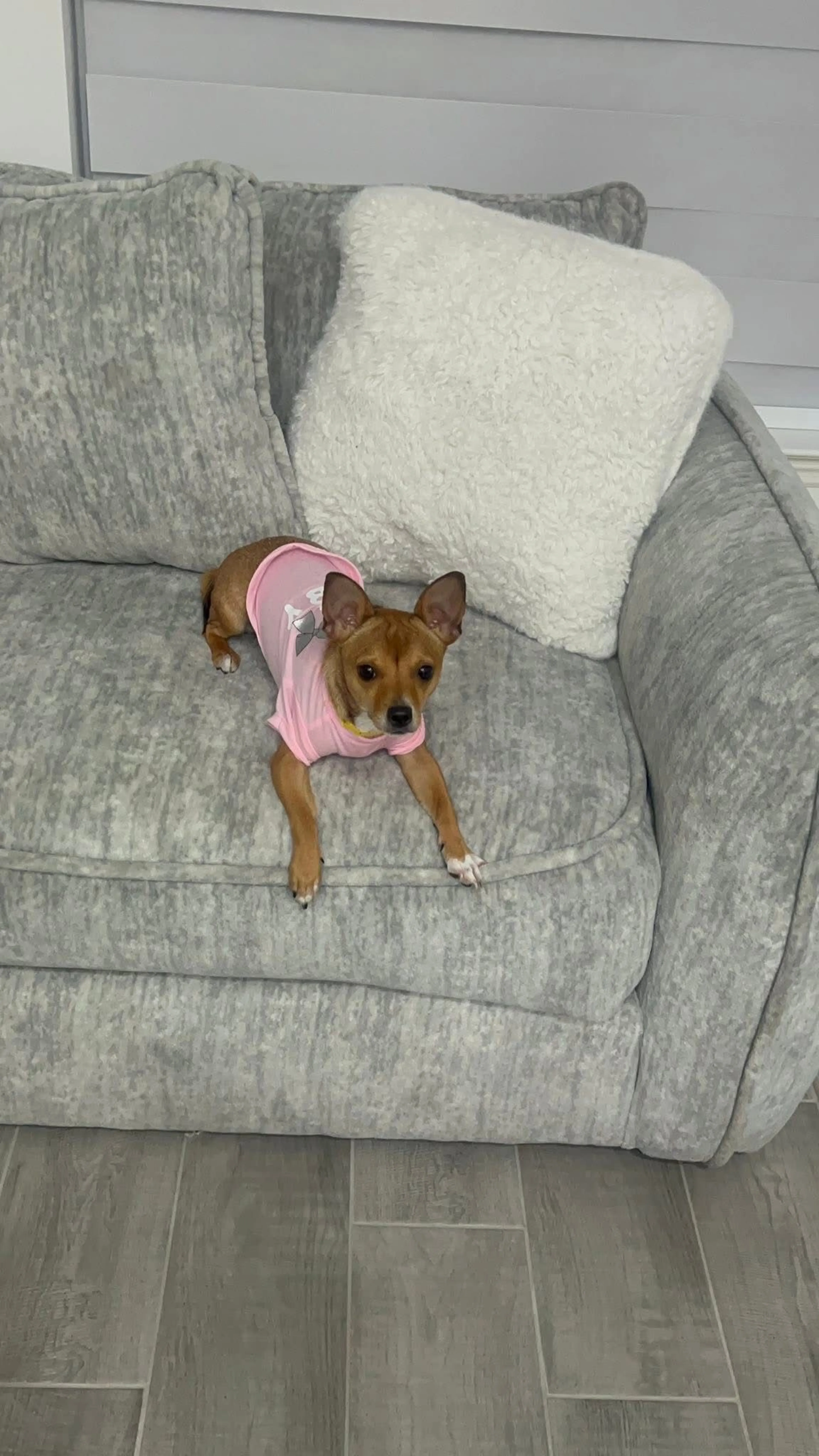 Lost pet-1