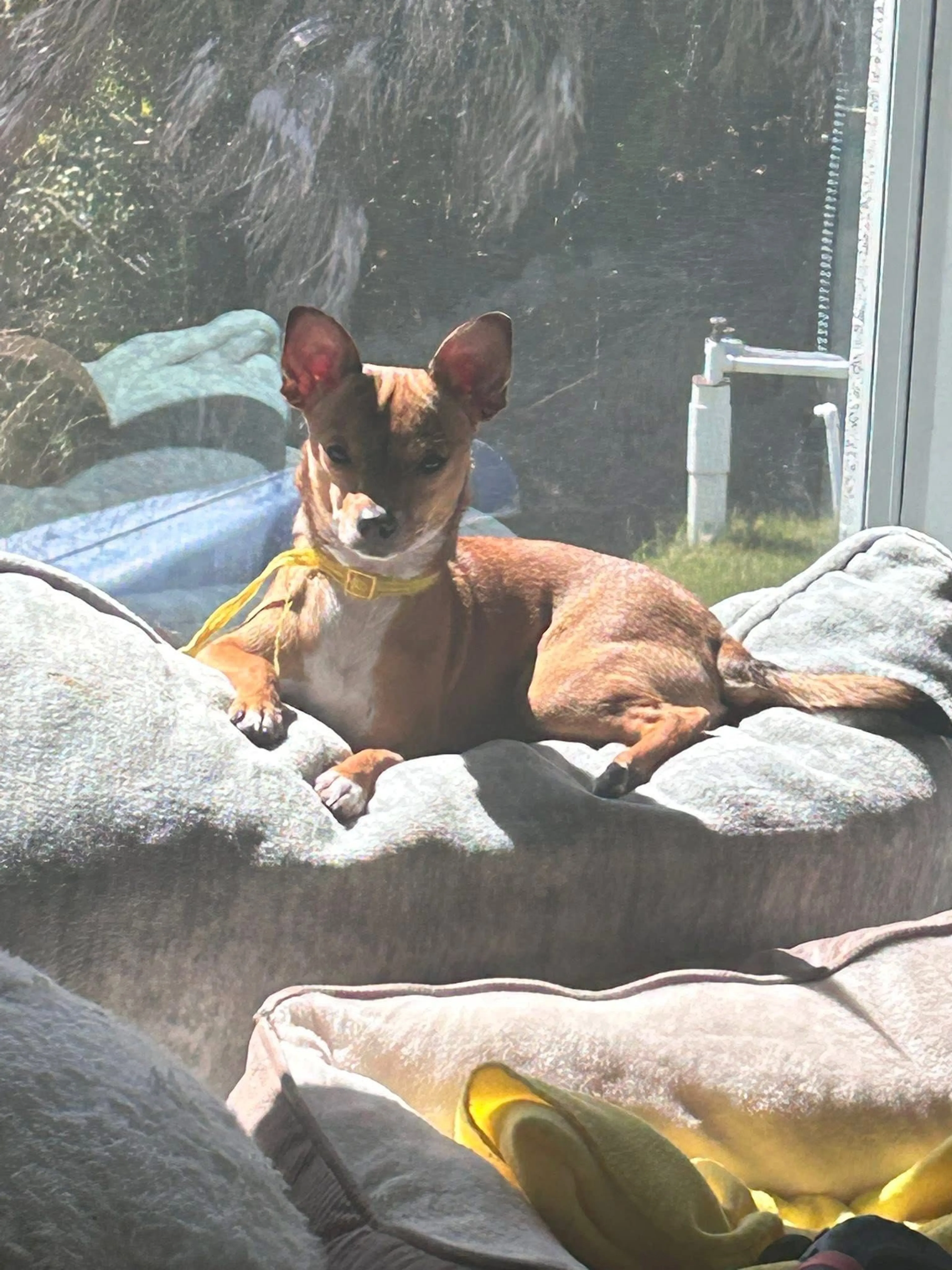 Lost pet-2