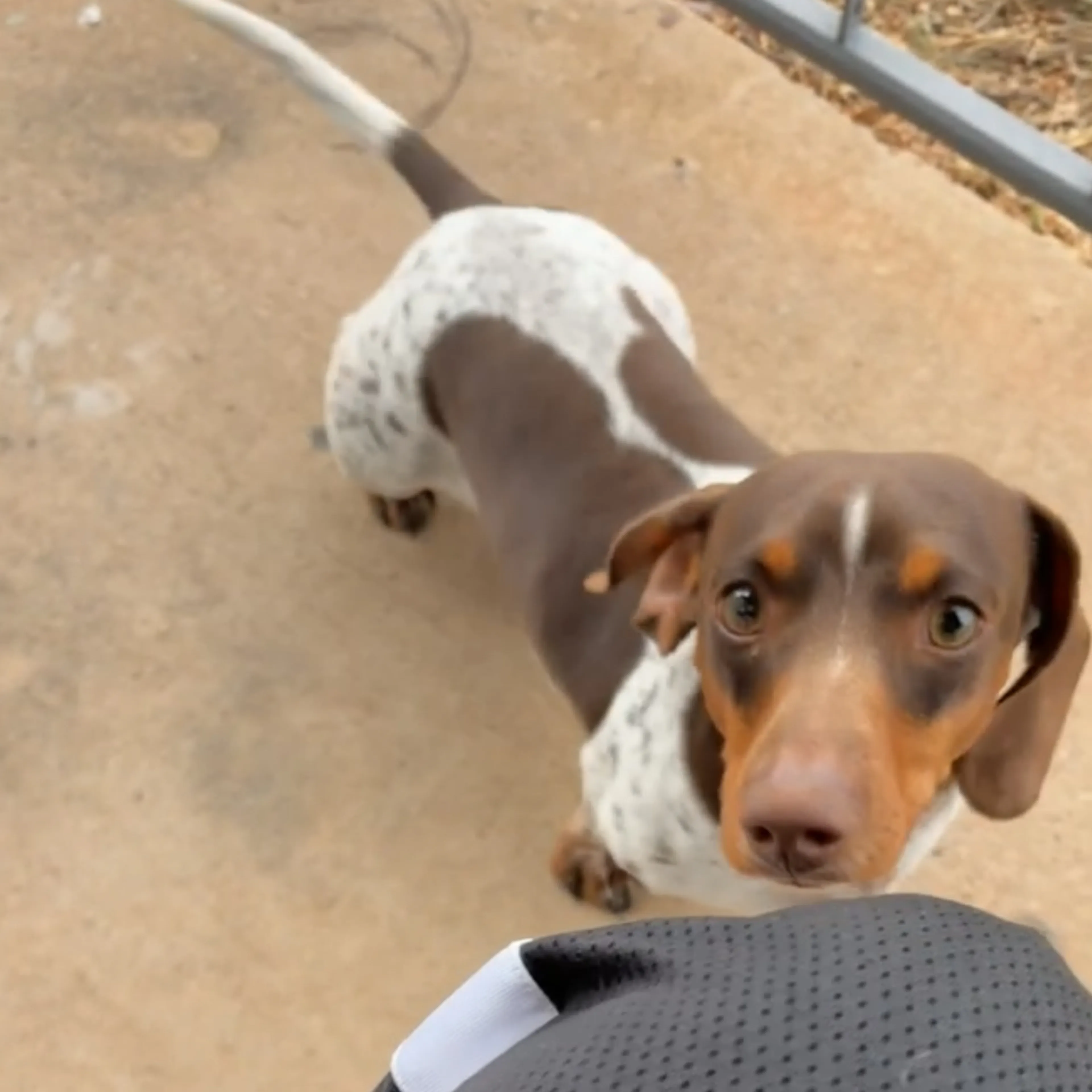 Lost pet-1