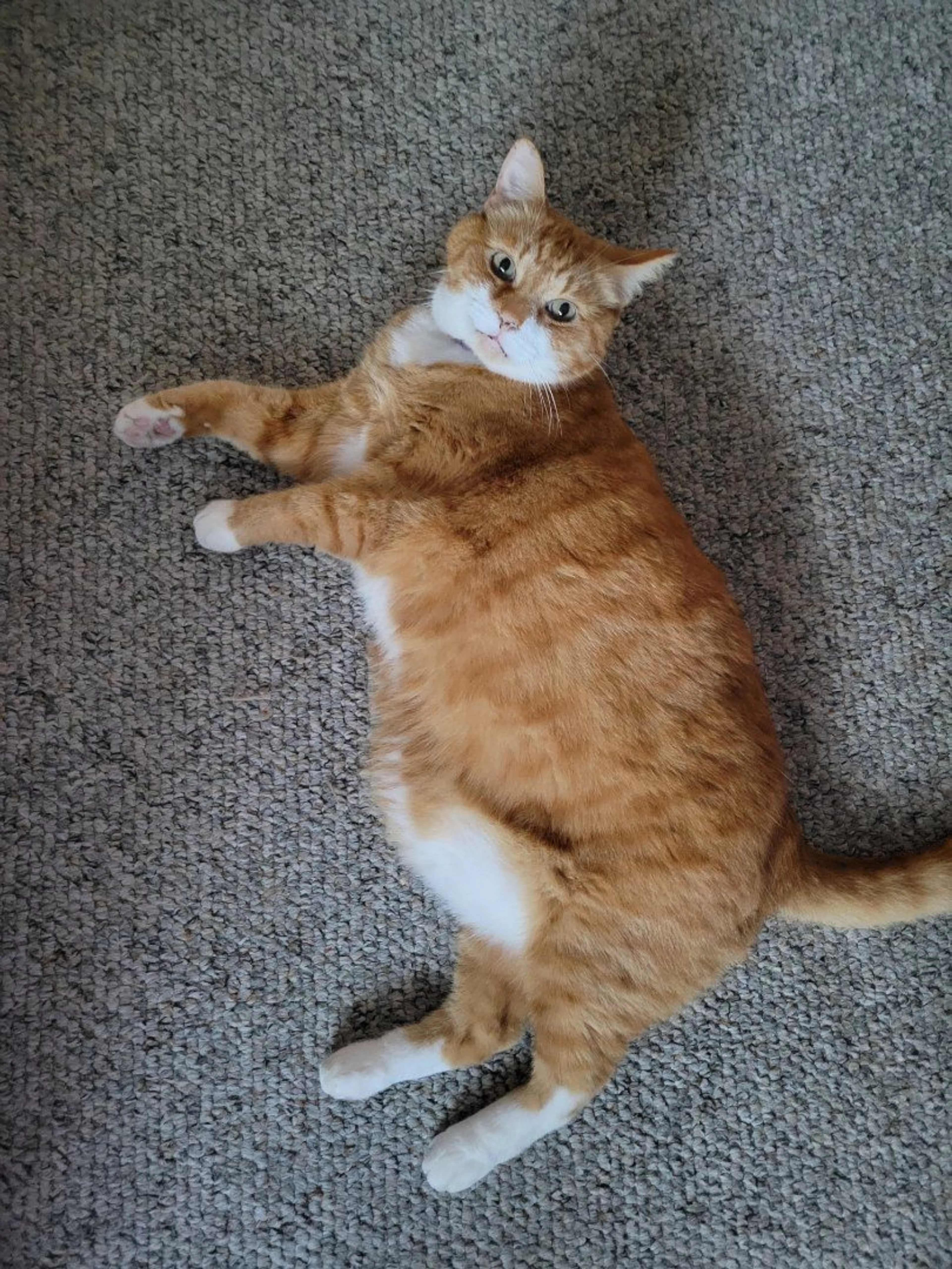 Lost pet