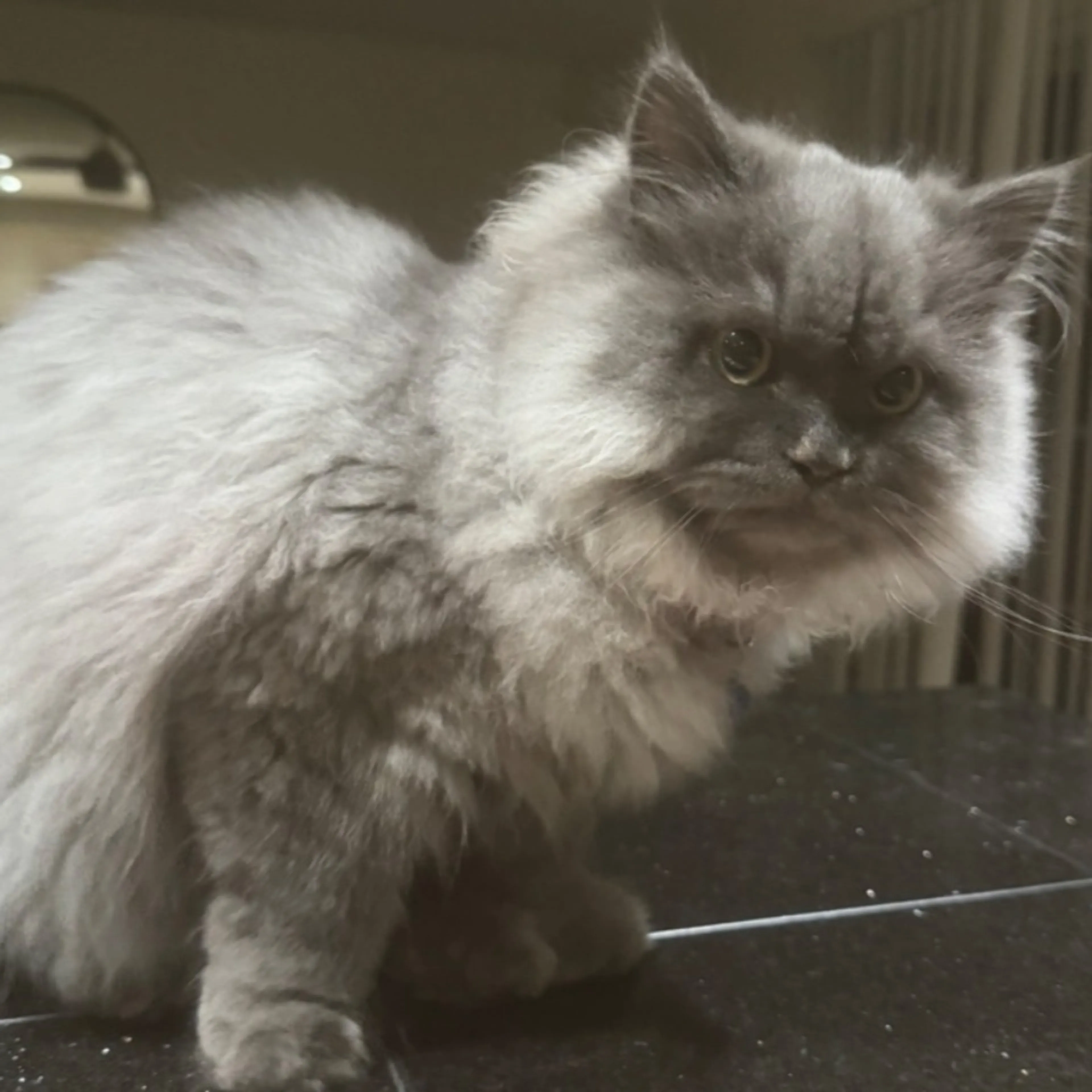 Lost pet