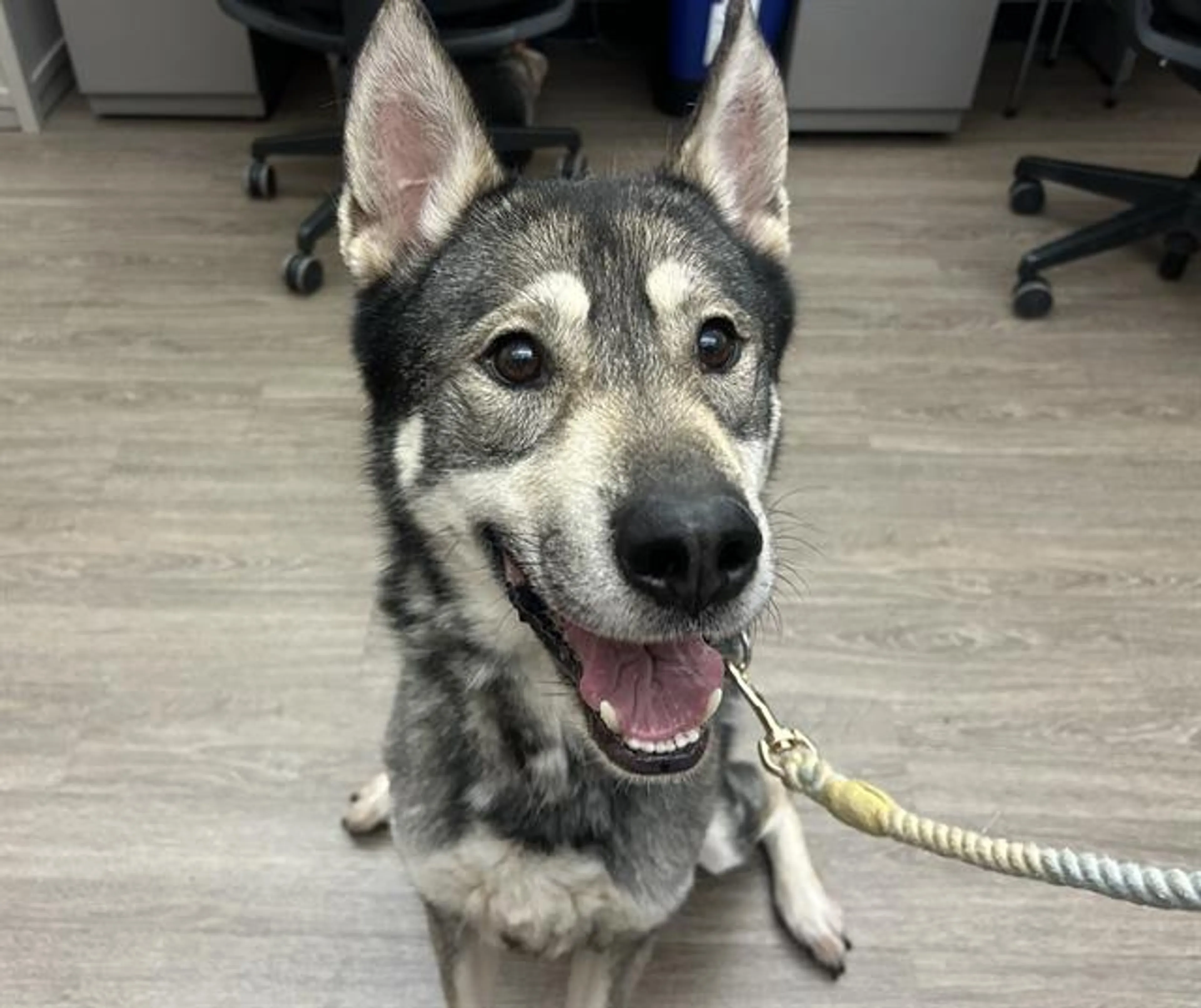 Found pet