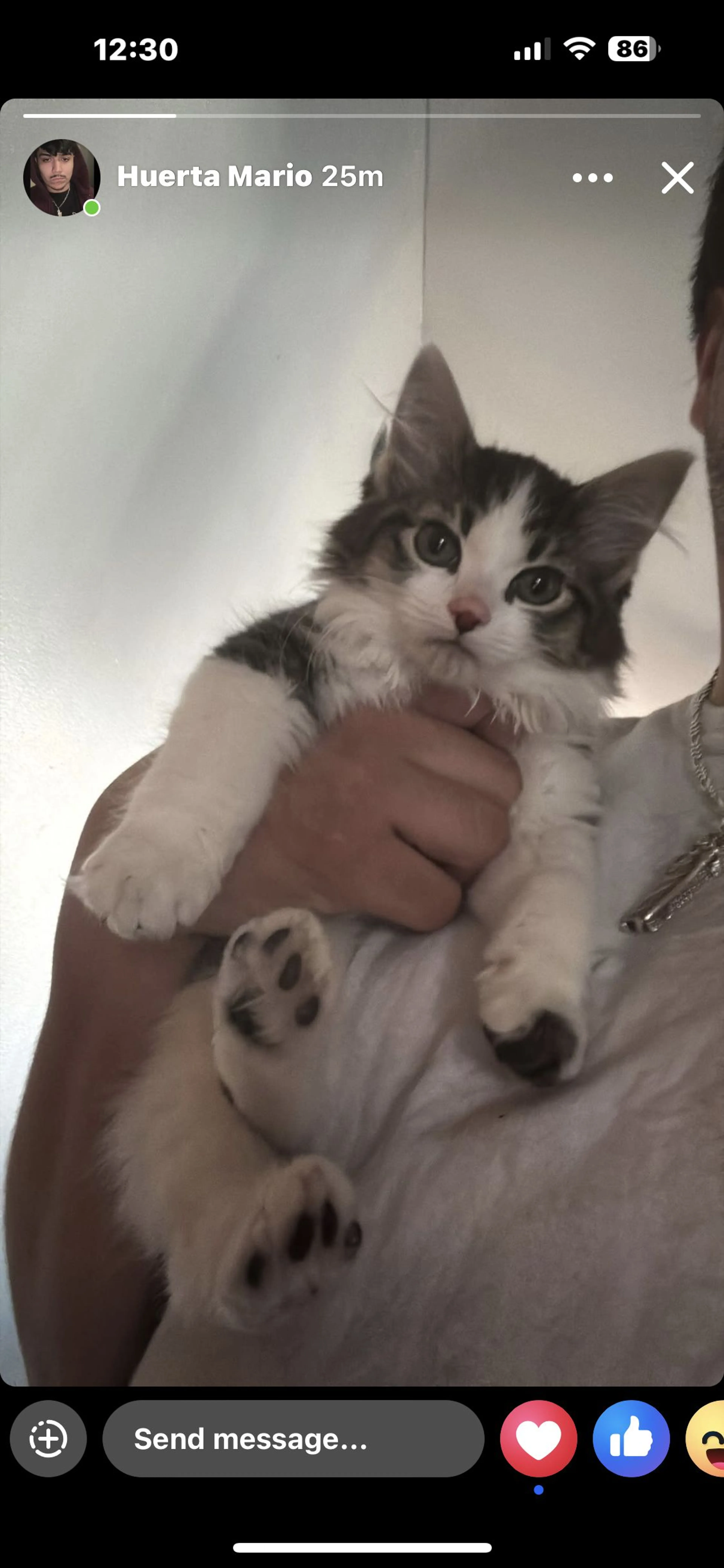 Lost pet