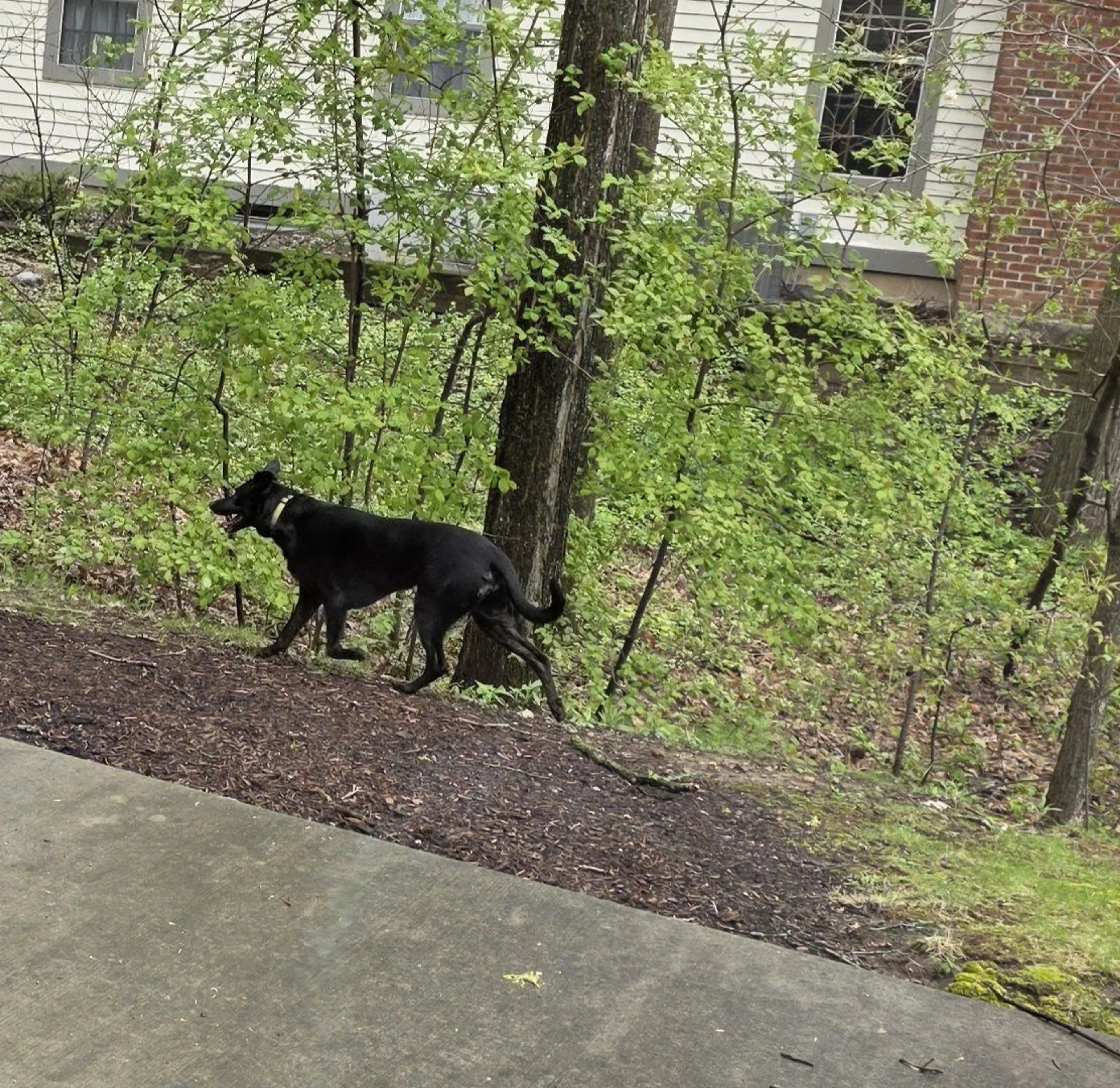 Lost pet