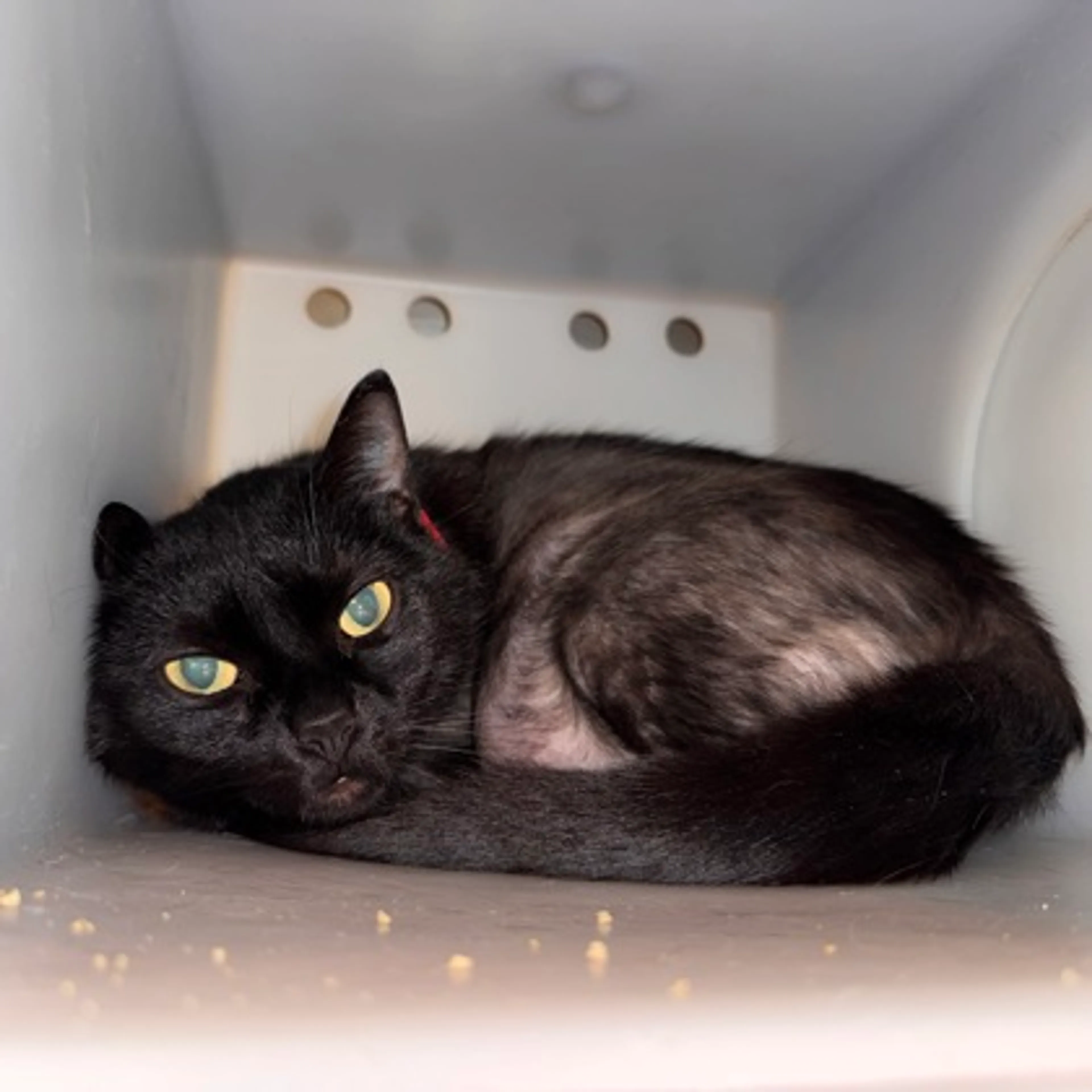 Found pet-1