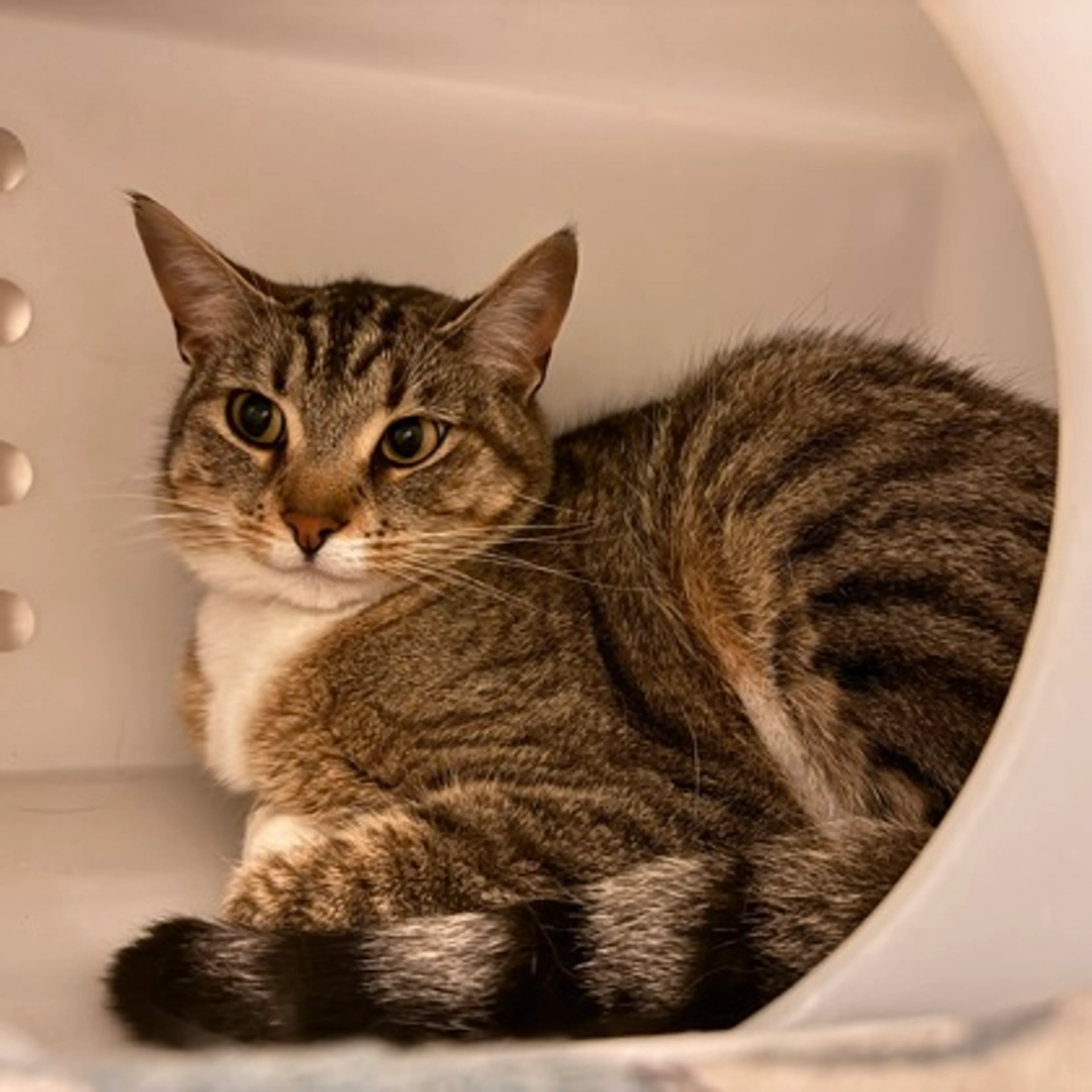 Found pet-2