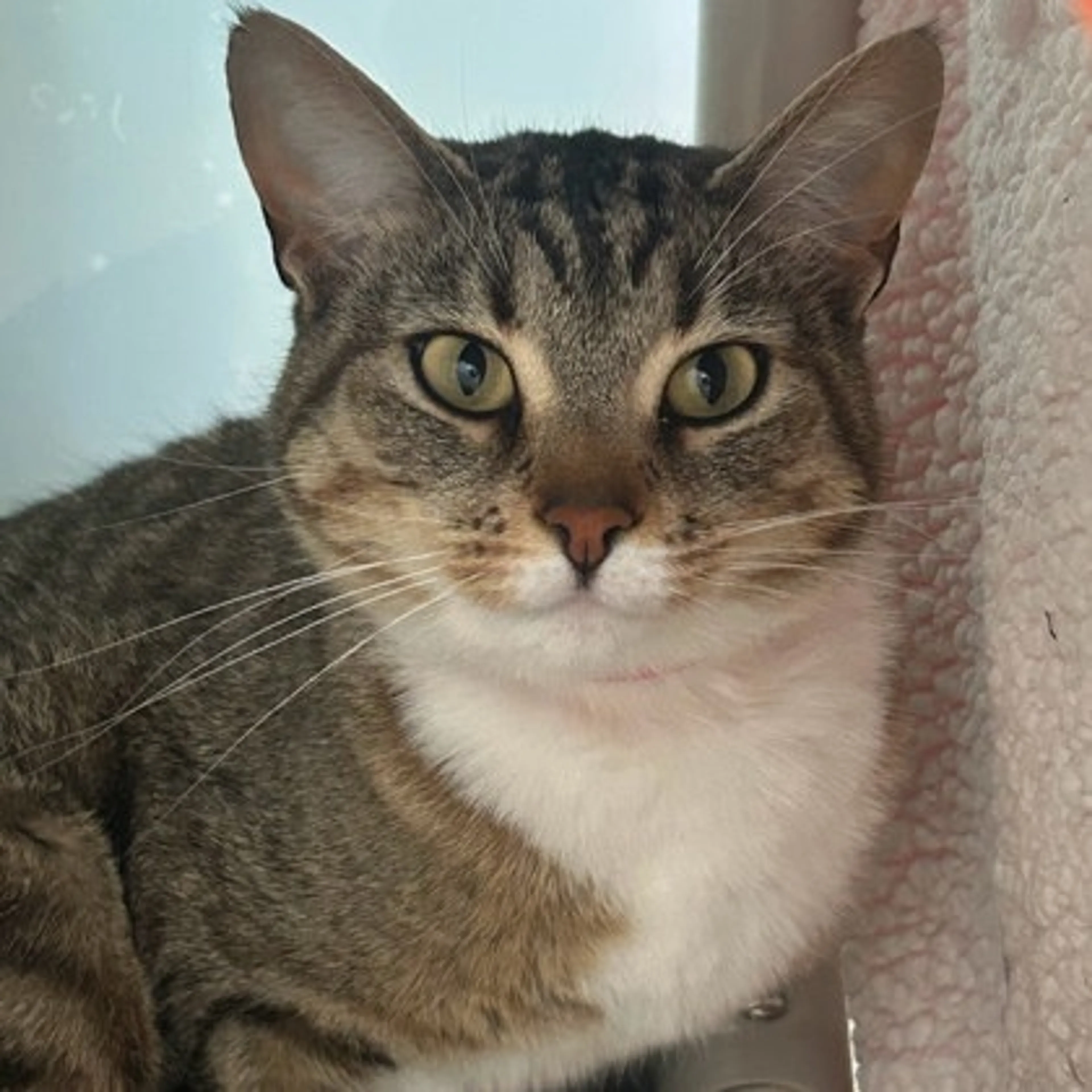 Found pet-1