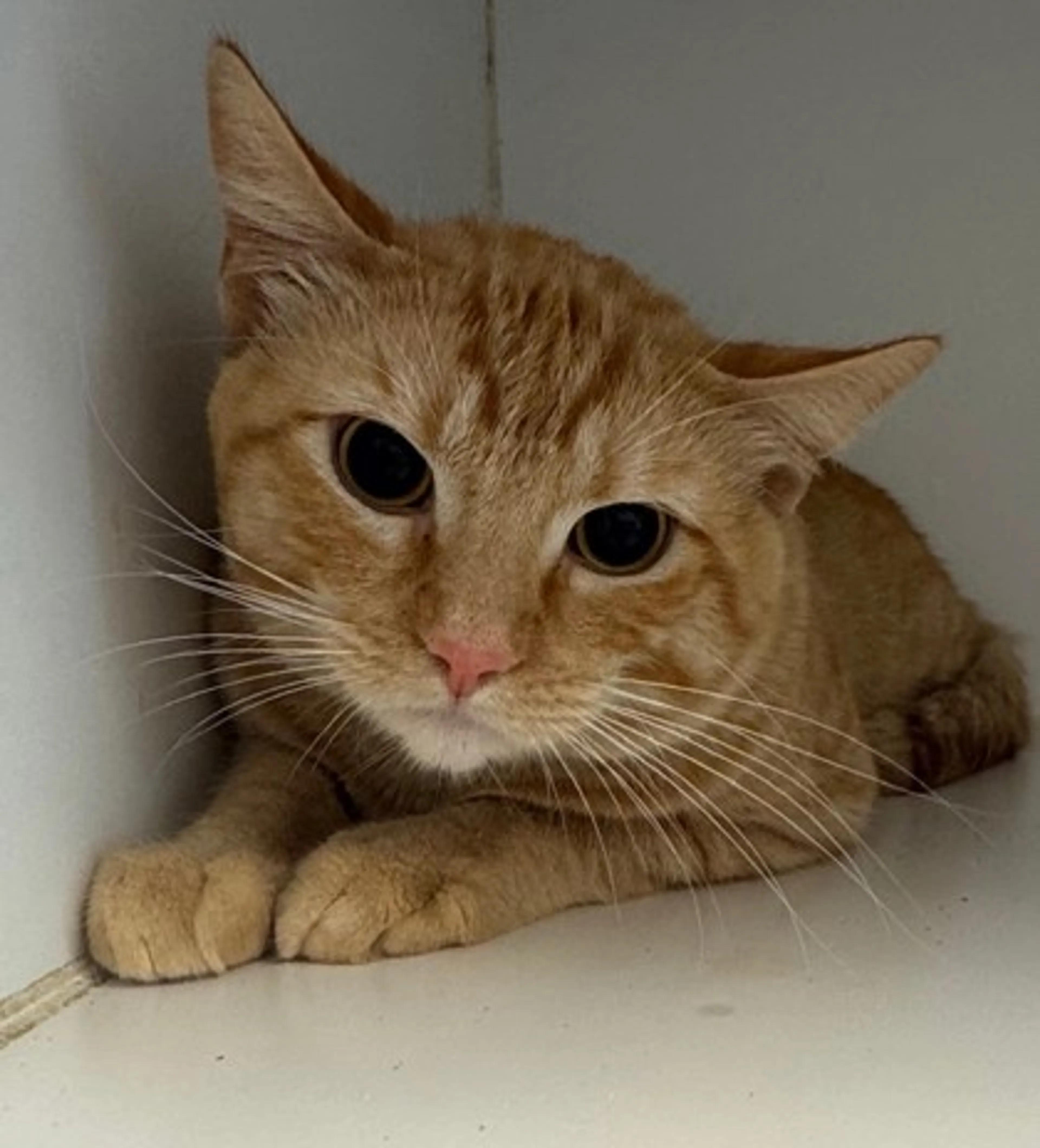 Found pet