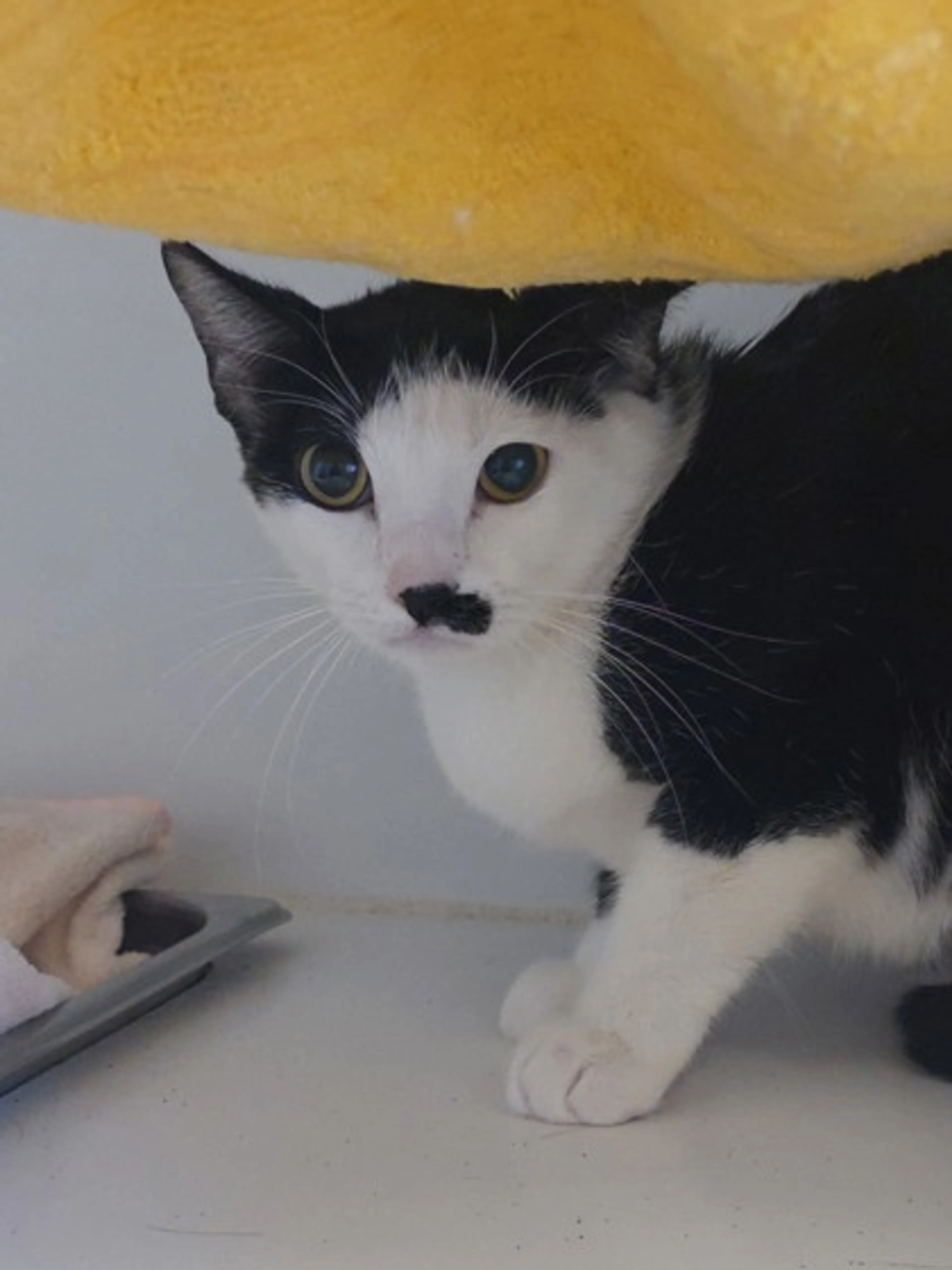 Found pet