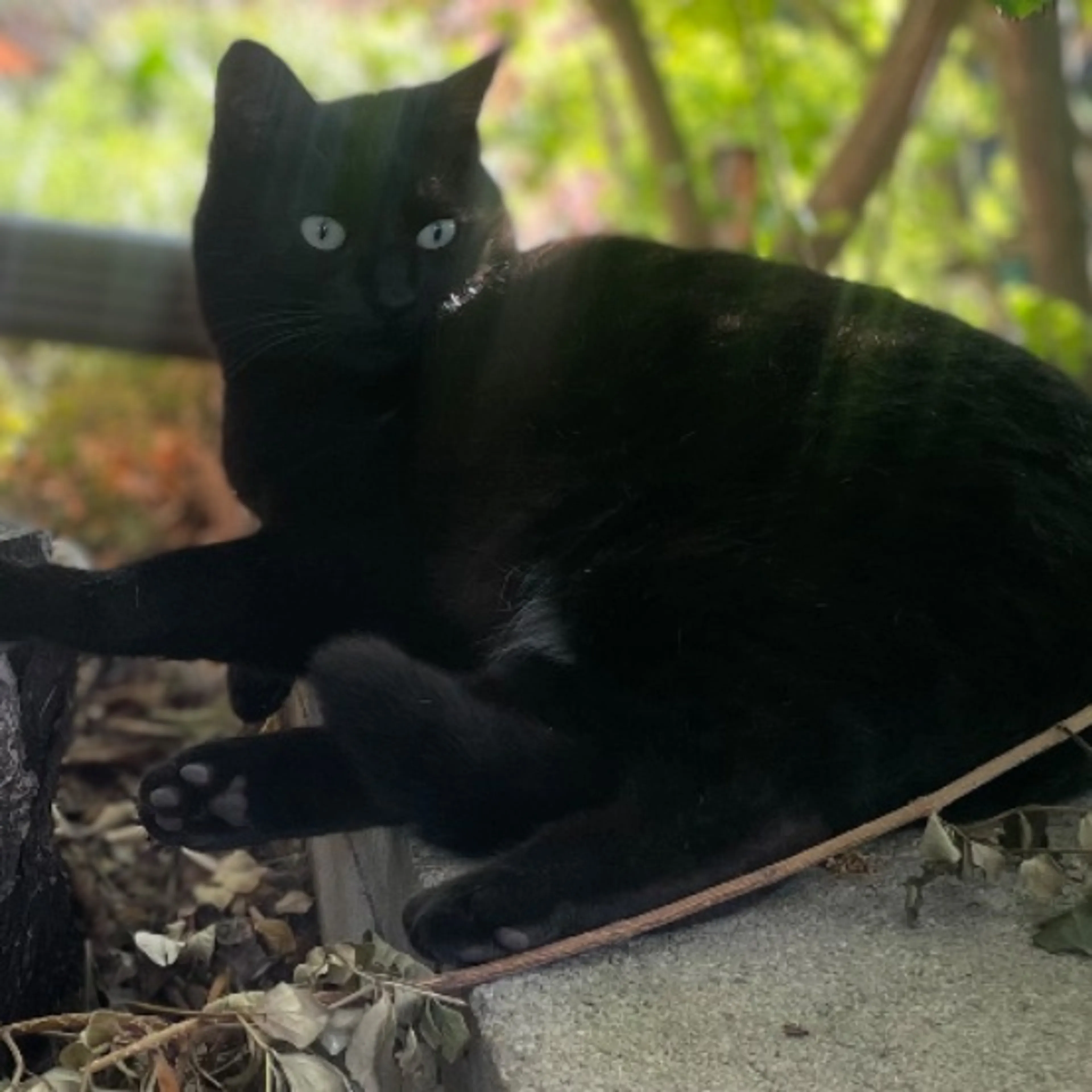 Lost pet