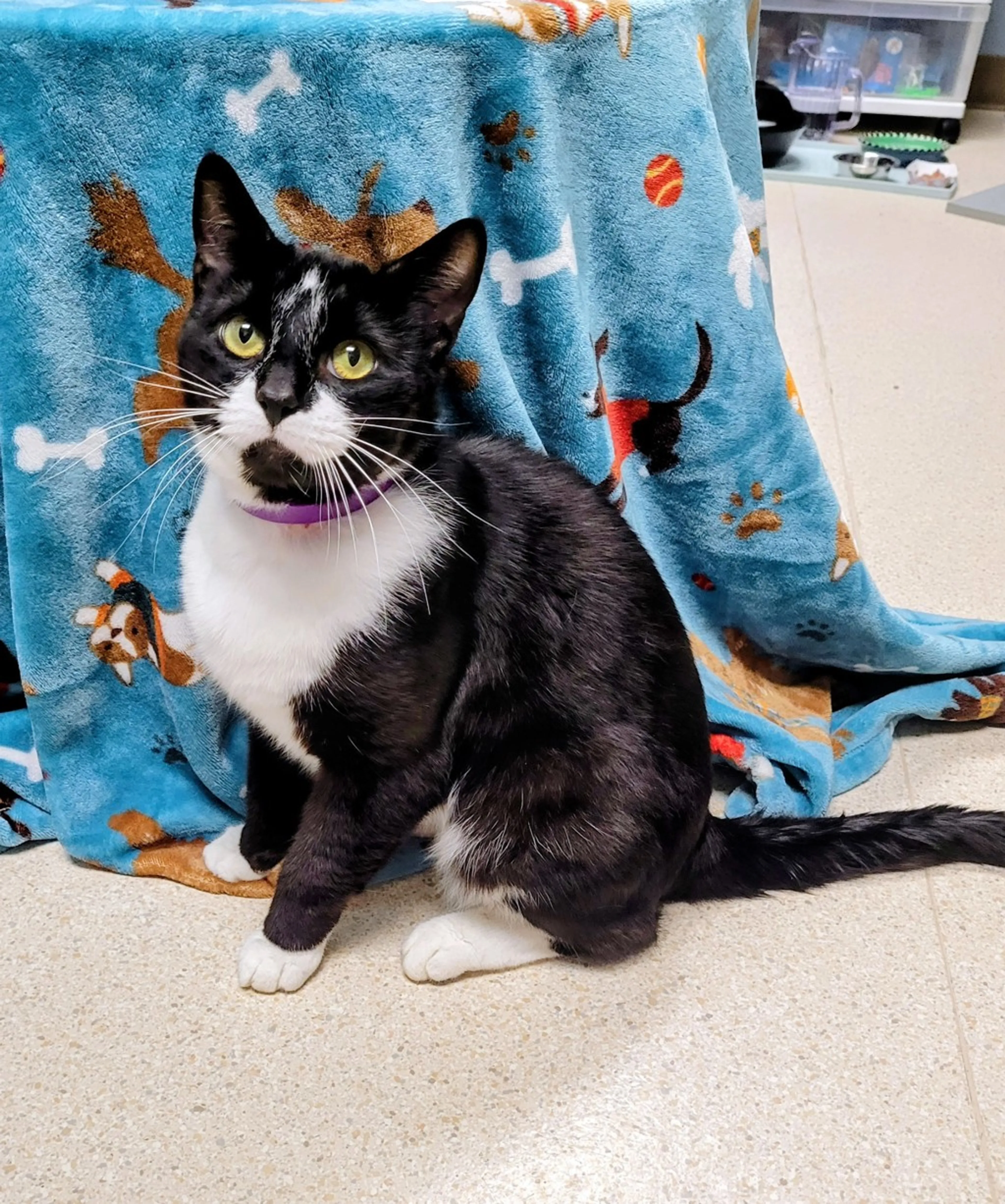 Found pet-3