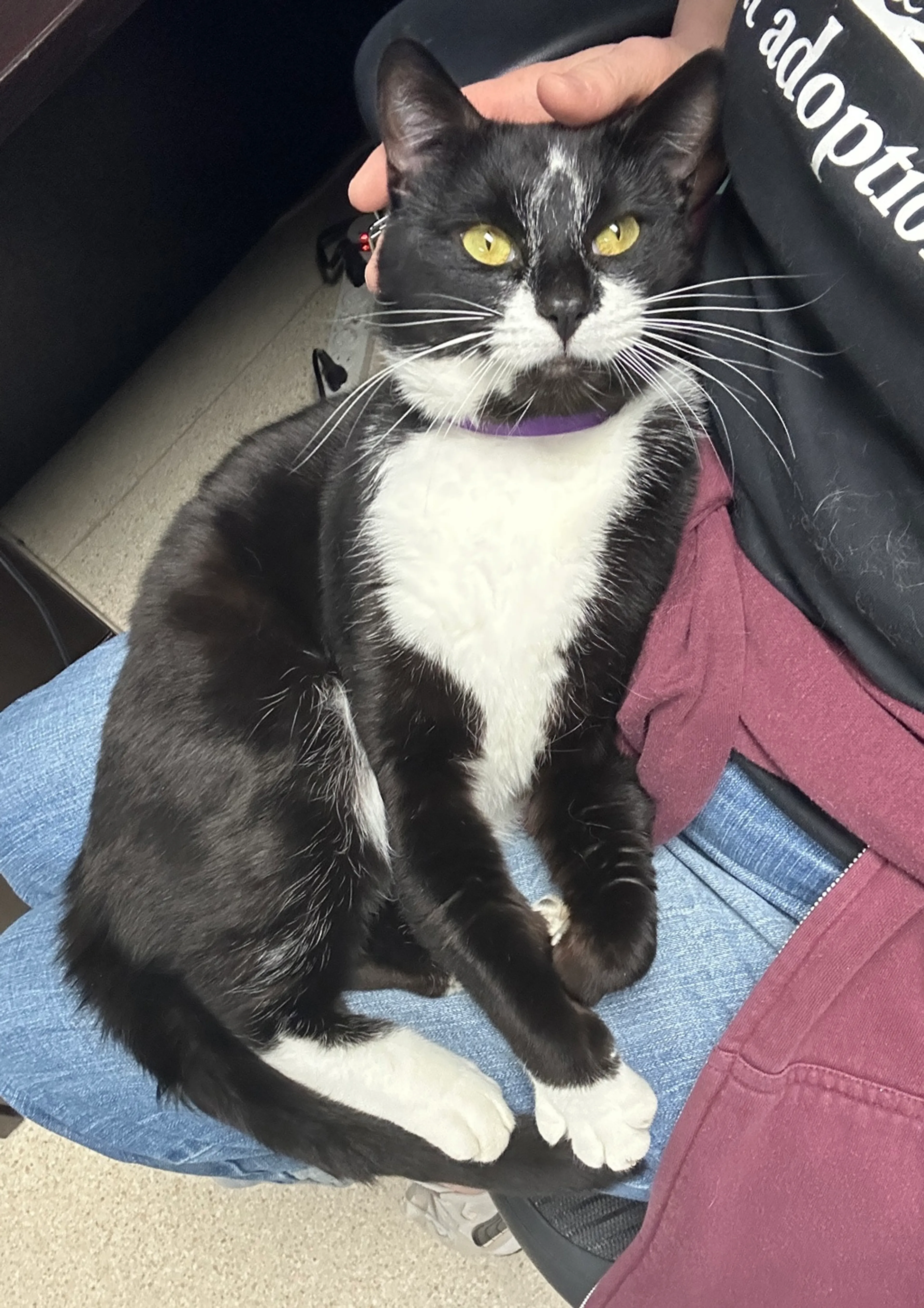 Found pet-10