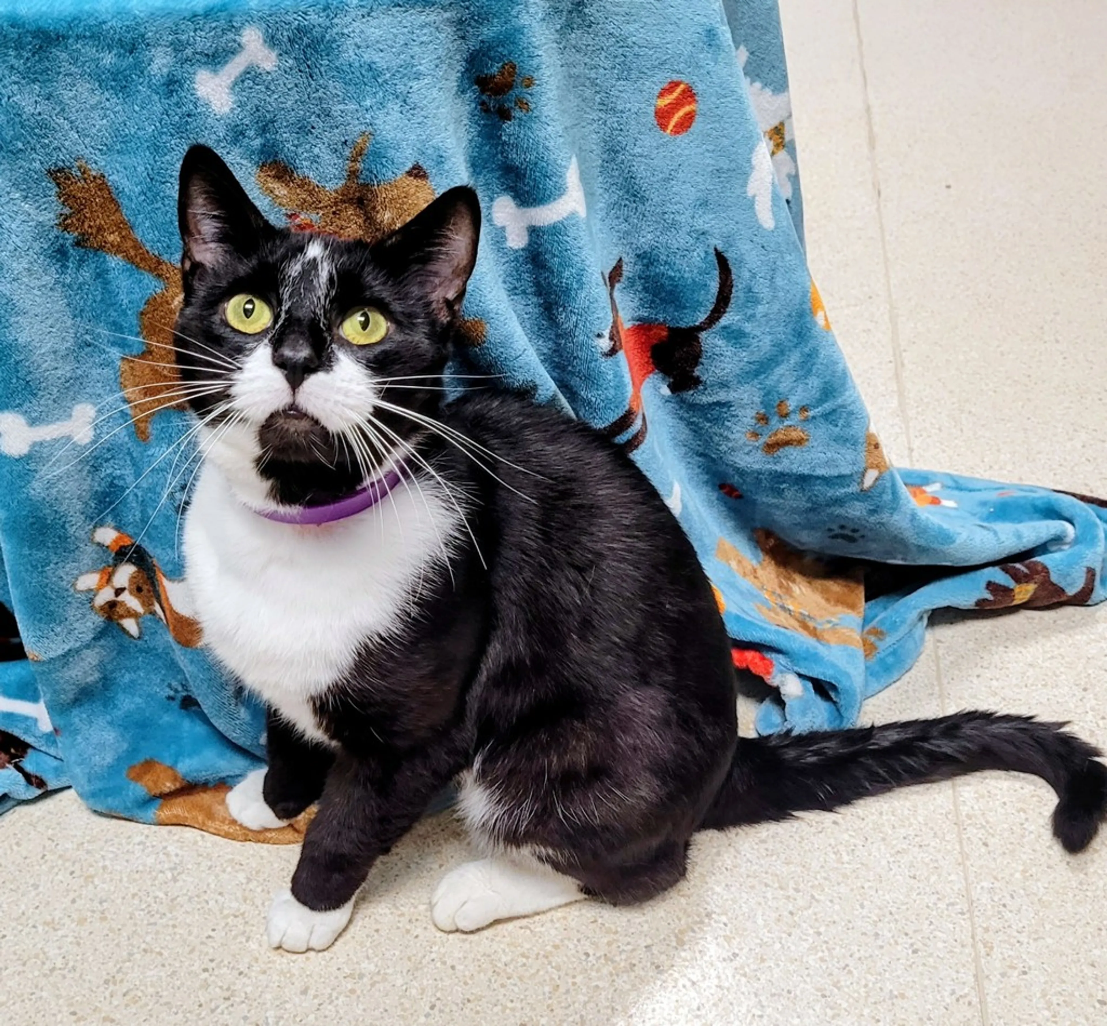 Found pet-2
