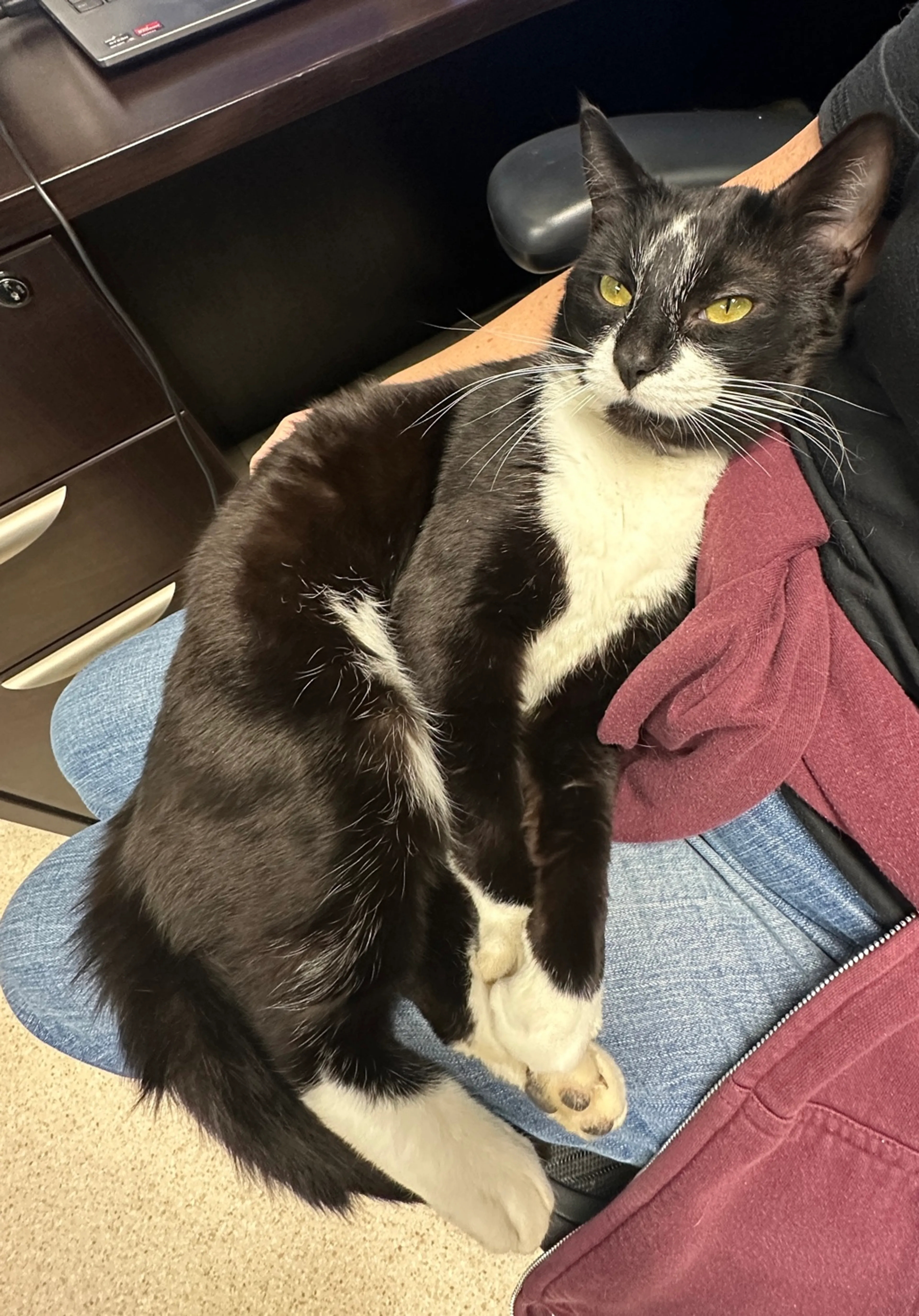 Found pet-8