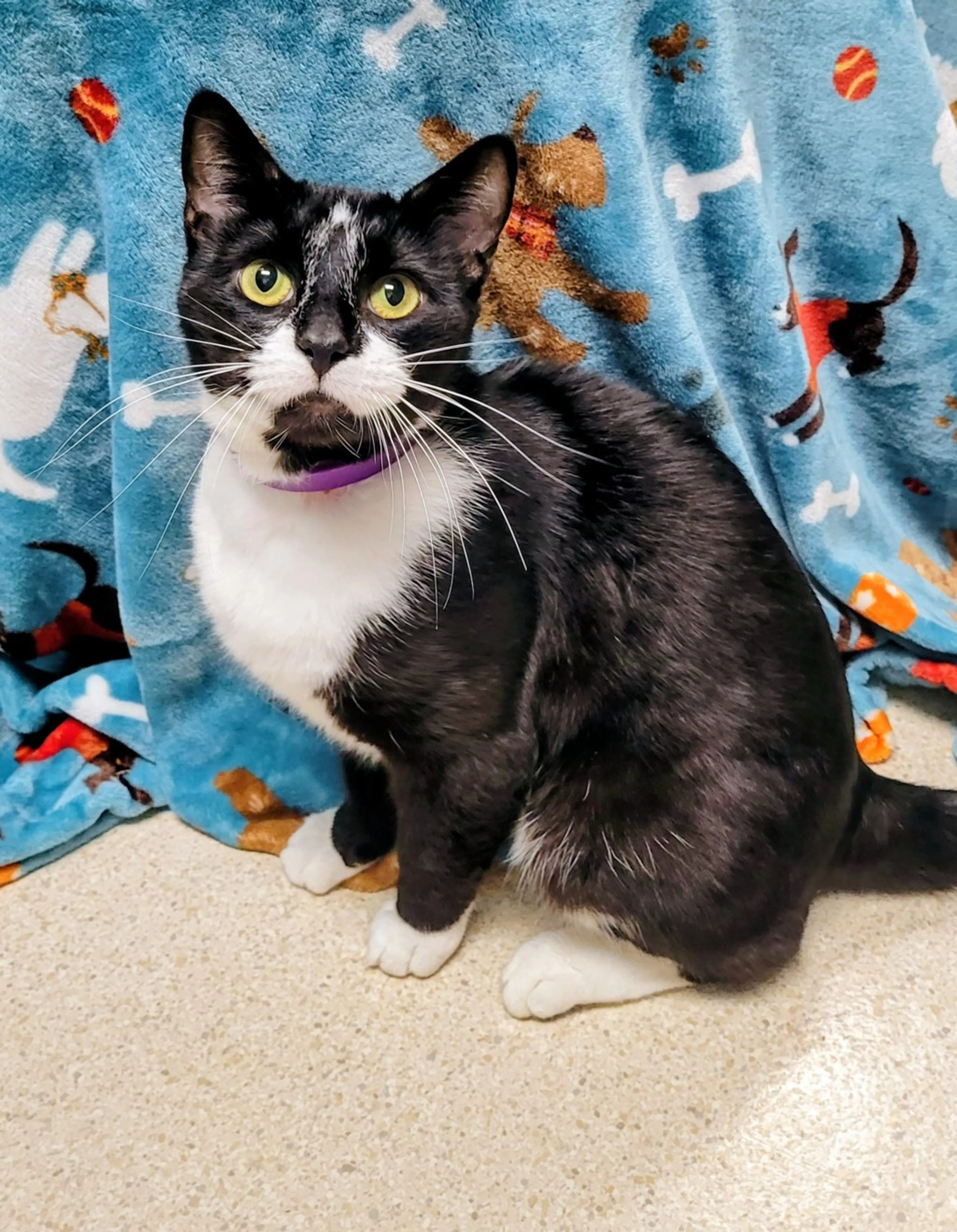 Found pet-6