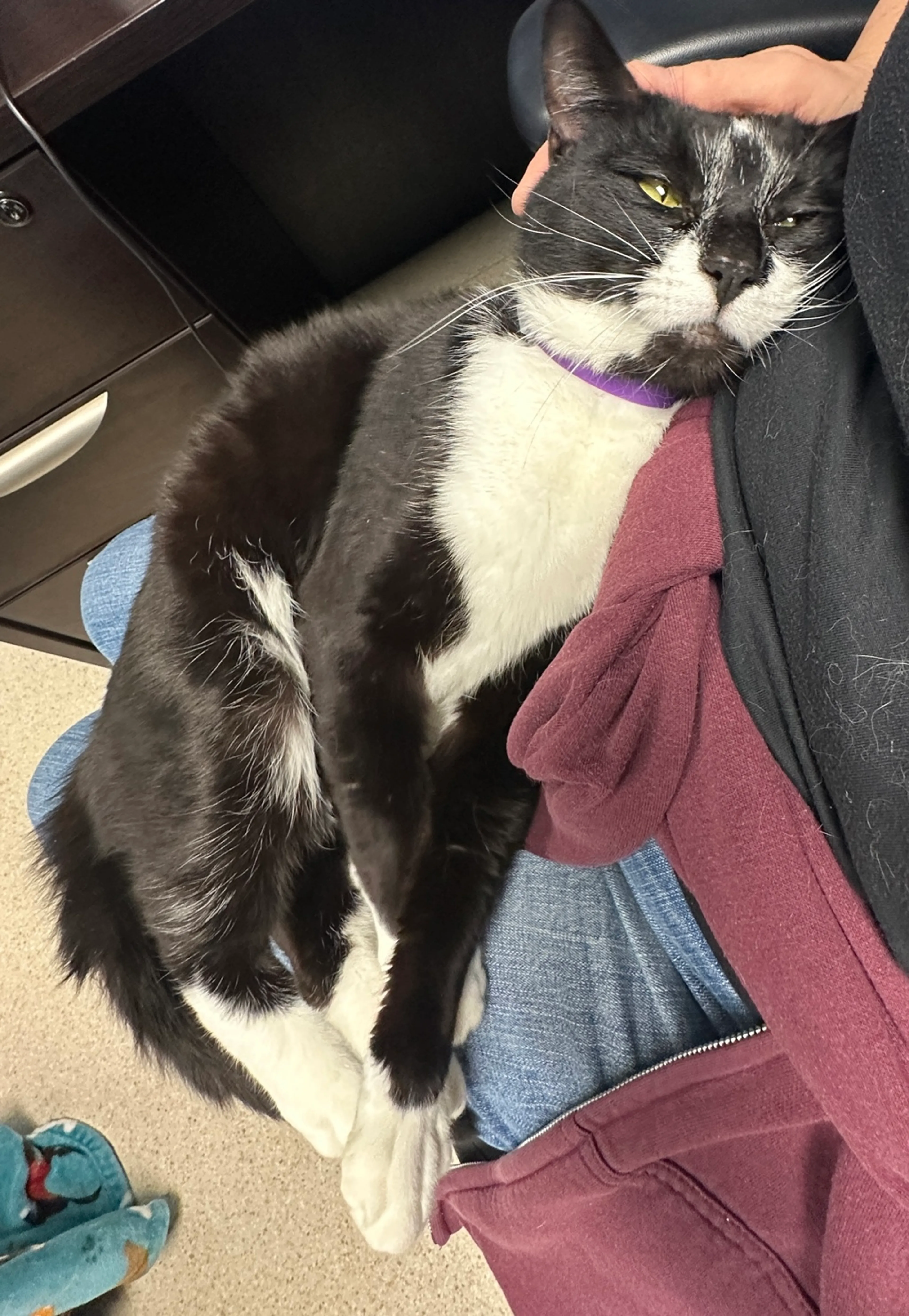 Found pet-9