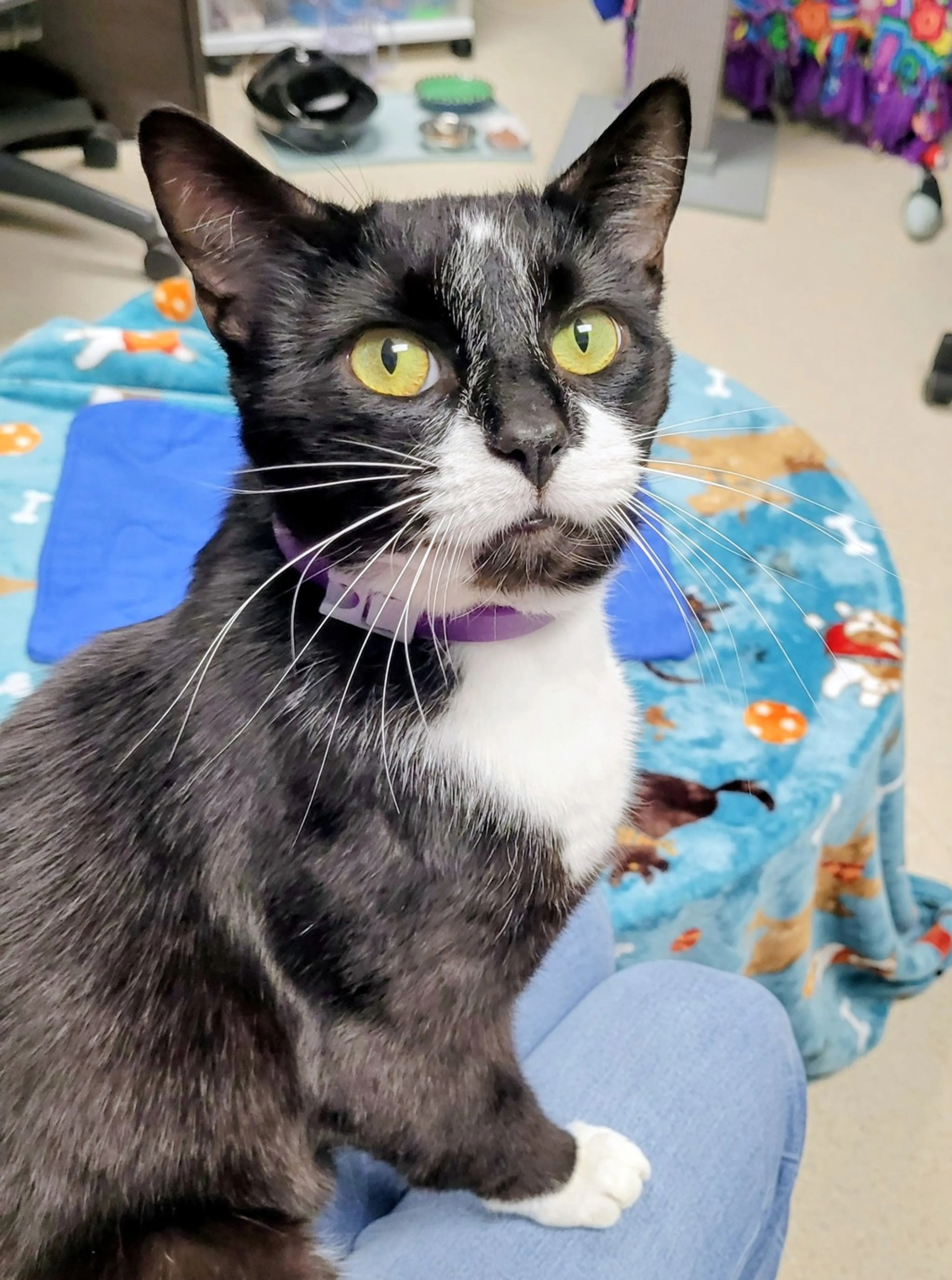 Found pet-5