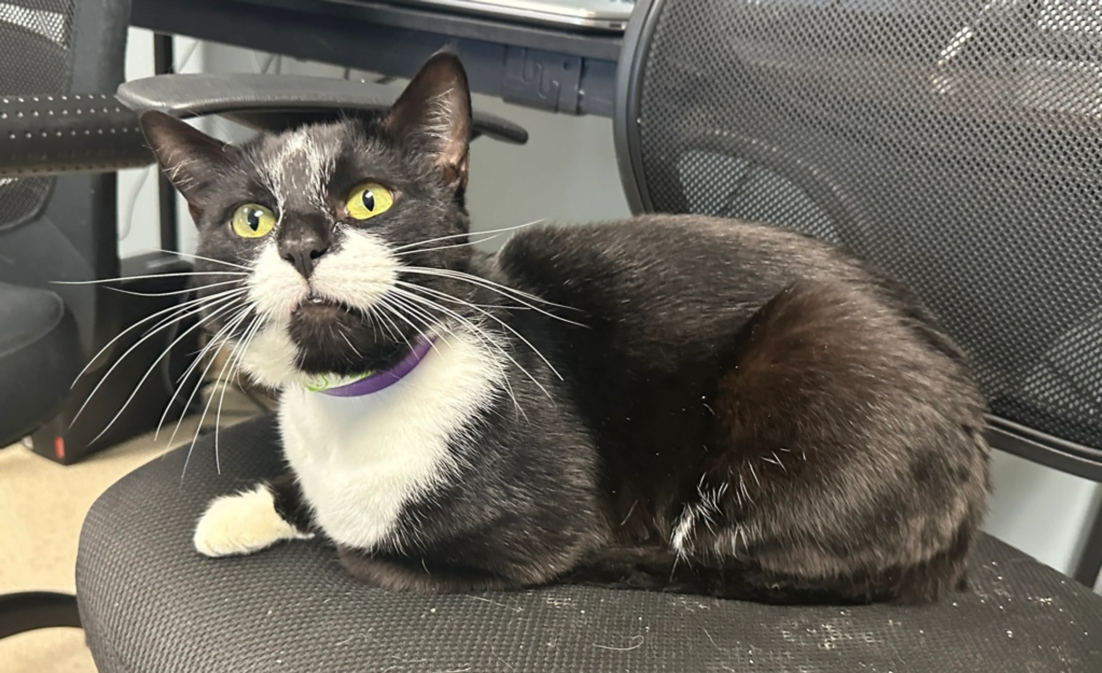 Found pet-11