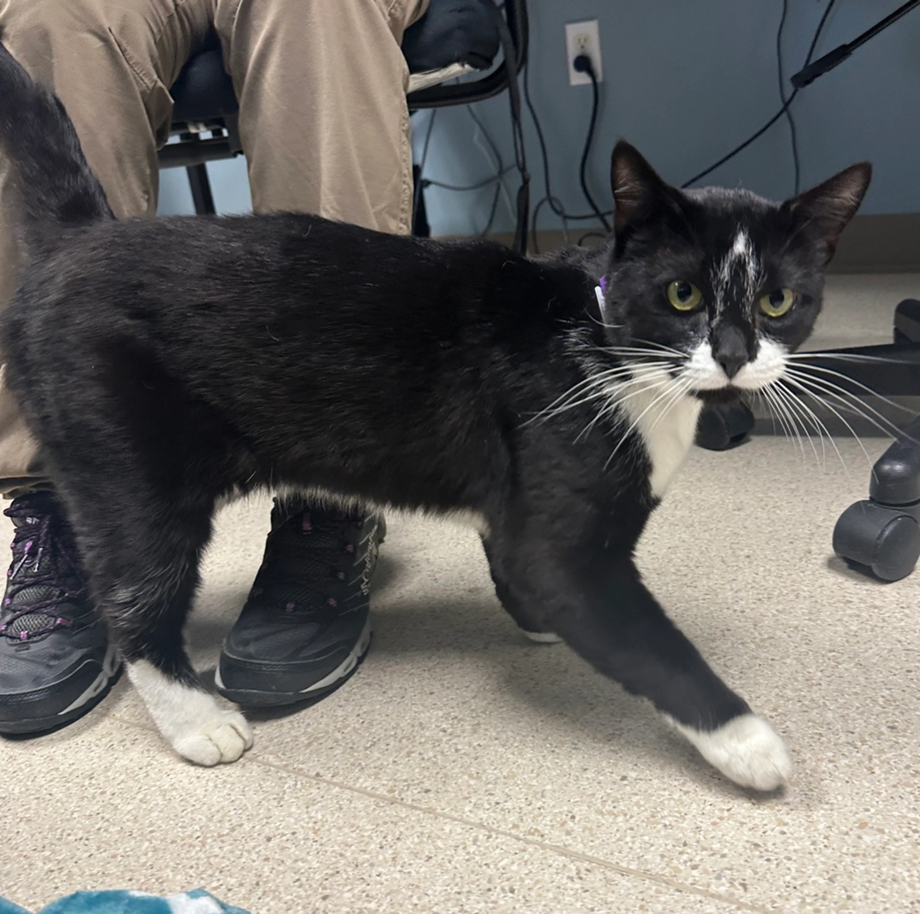 Found pet-12