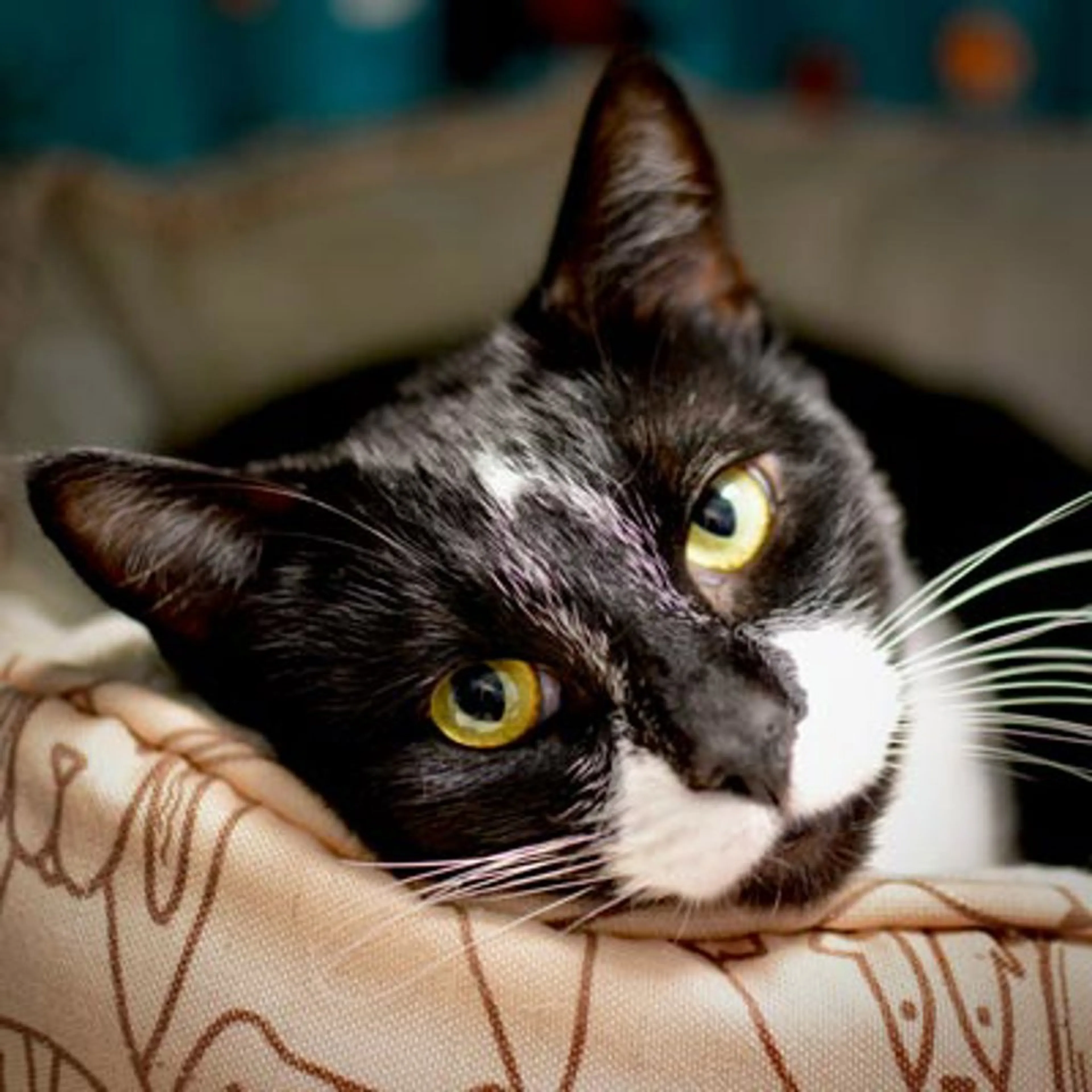 Found pet-1