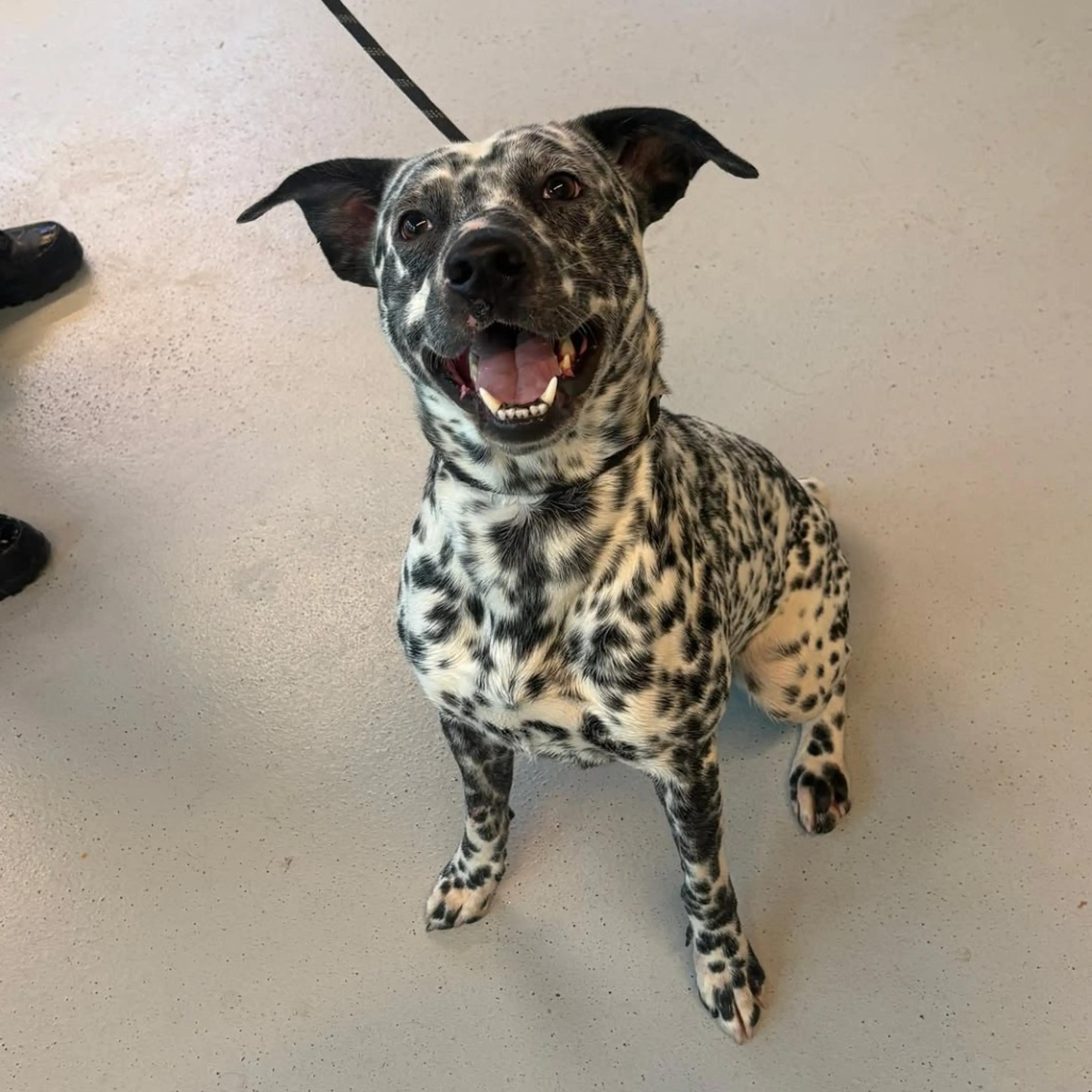 Found pet
