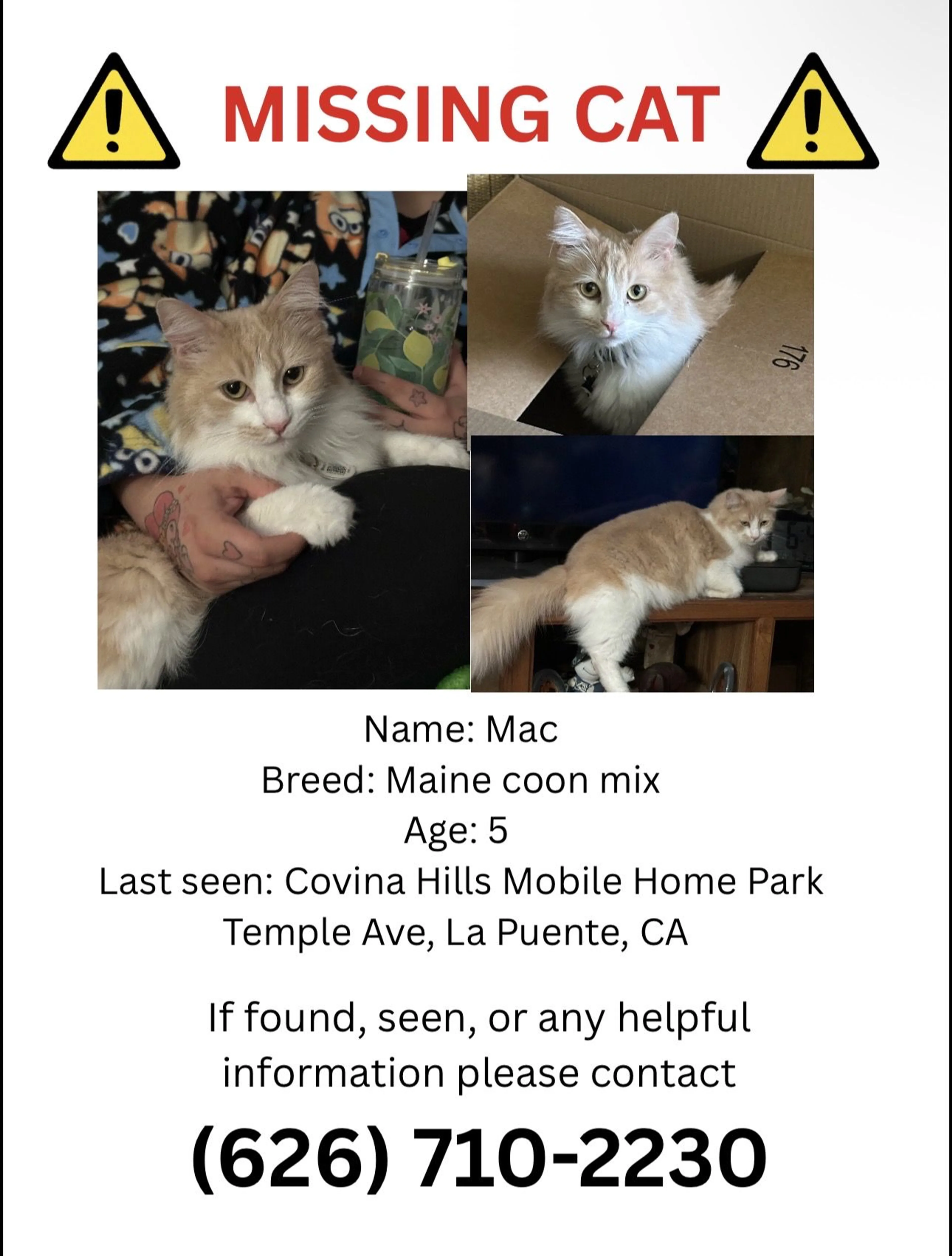 Lost pet