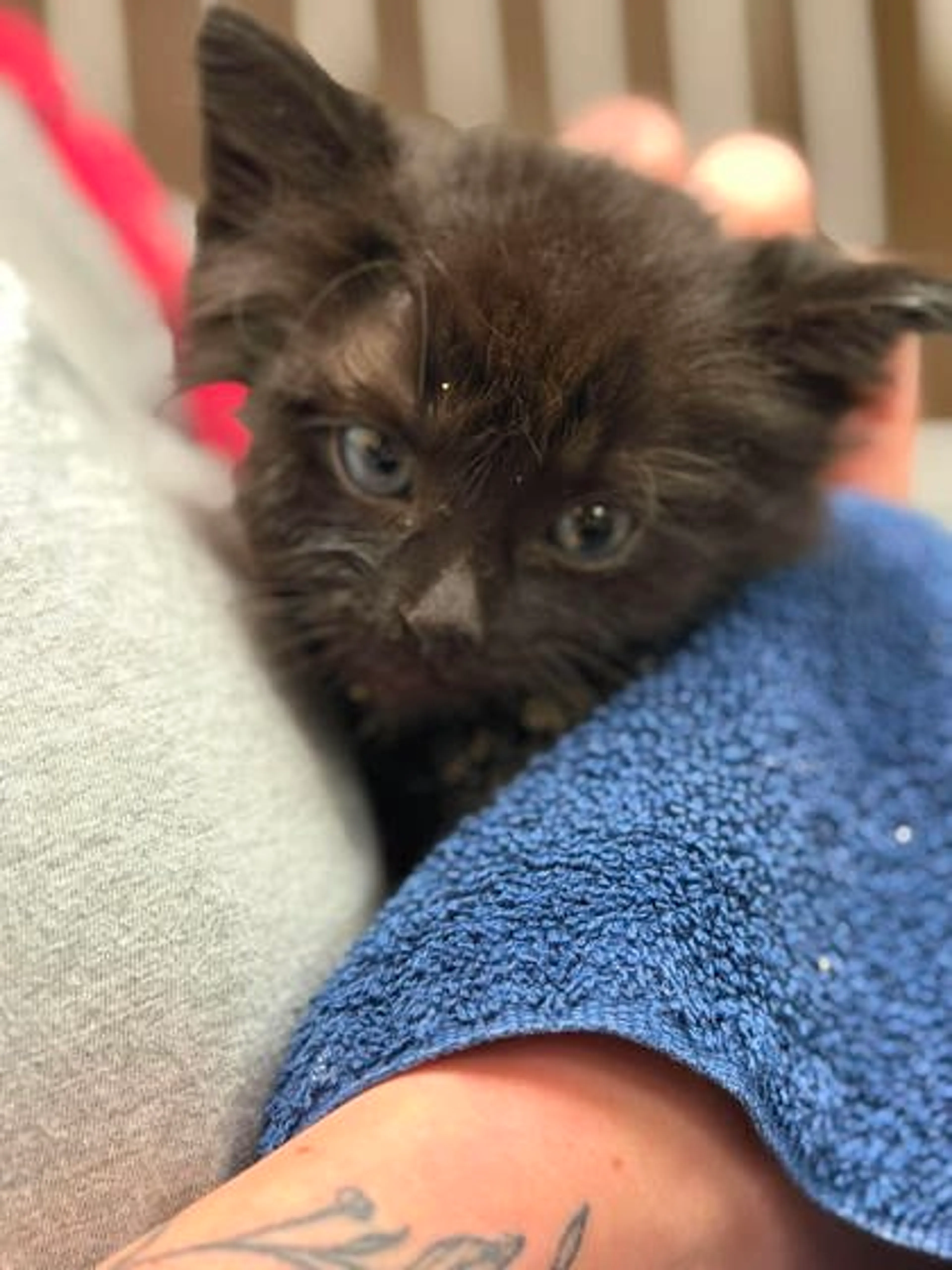 Found pet